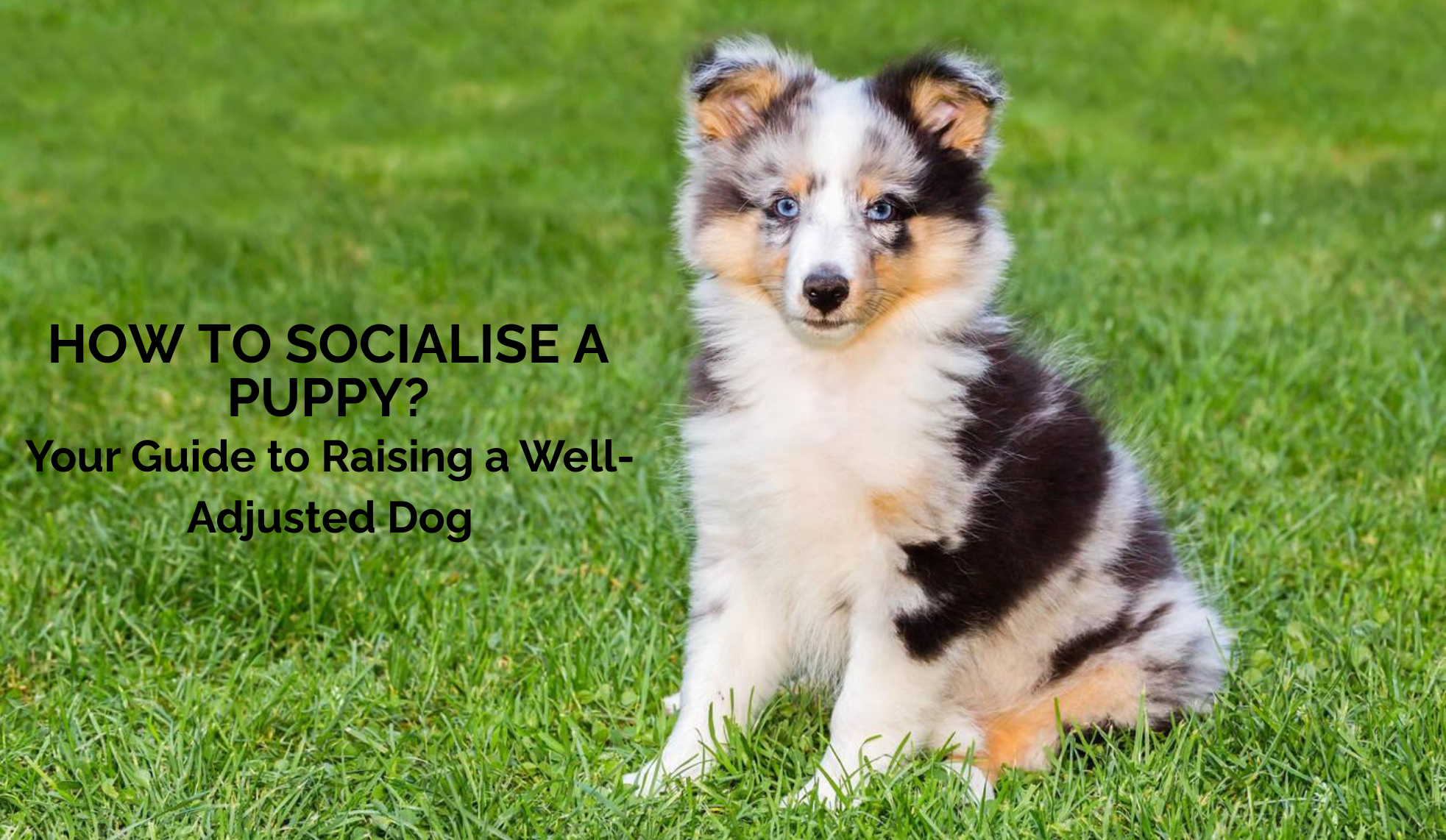 Socialising a Puppy: Your Guide to Raising a Well-Adjusted Dog