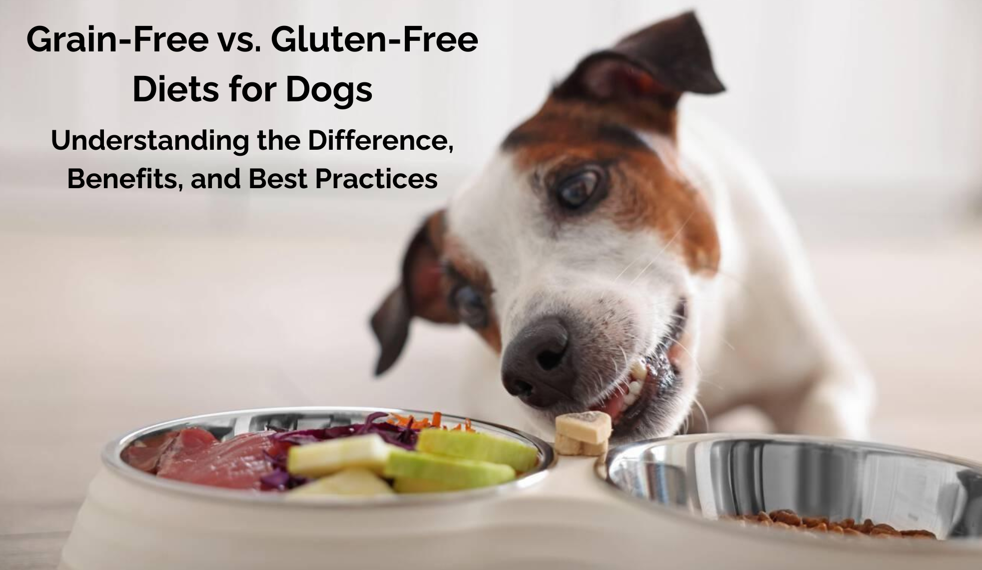 Grain-Free vs. Gluten-Free Diets for Dogs: Understanding the Difference, Benefits, and Best Practices