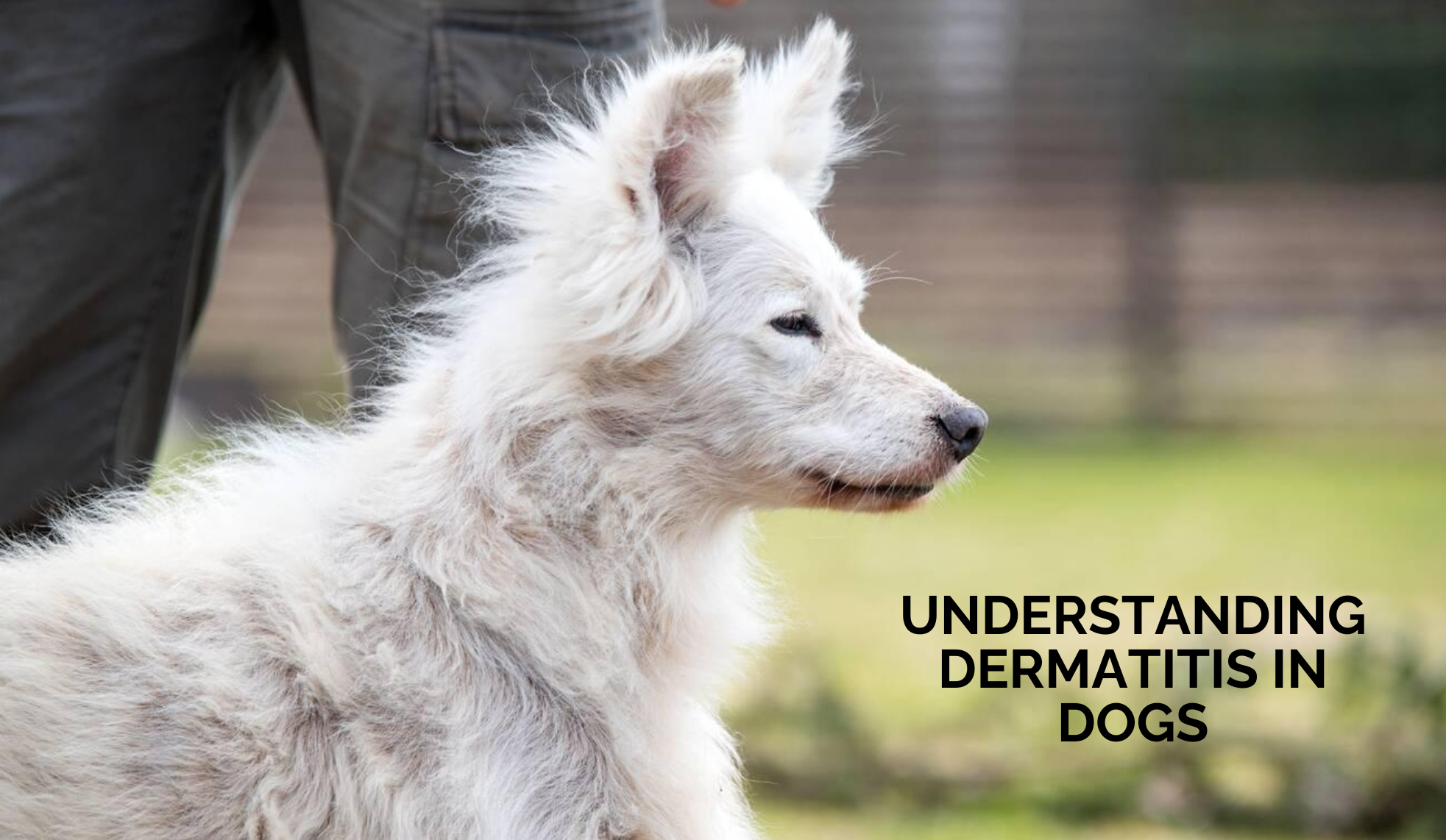 Understanding Dermatitis in Dogs: Causes, Symptoms, and Care