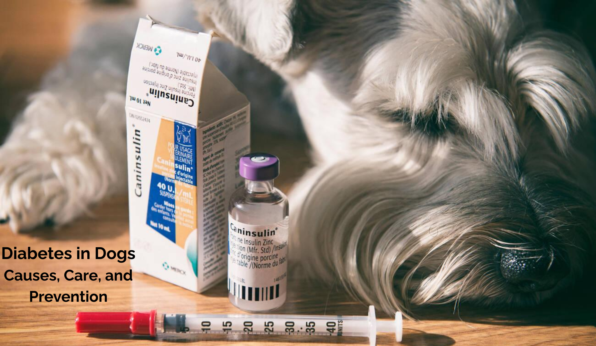 Diabetes in Dogs: The Complete Guide to Causes, Care, and Prevention