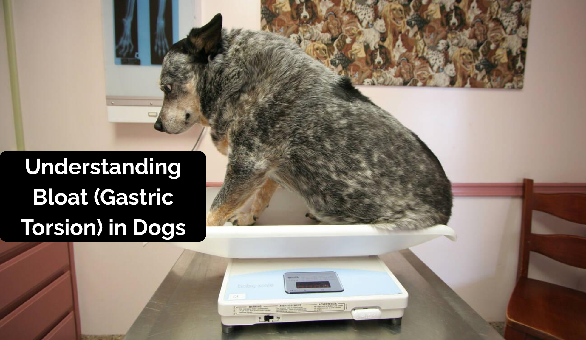 Understanding Bloat (Gastric Torsion) in Dogs: A Life-Threatening Emergency