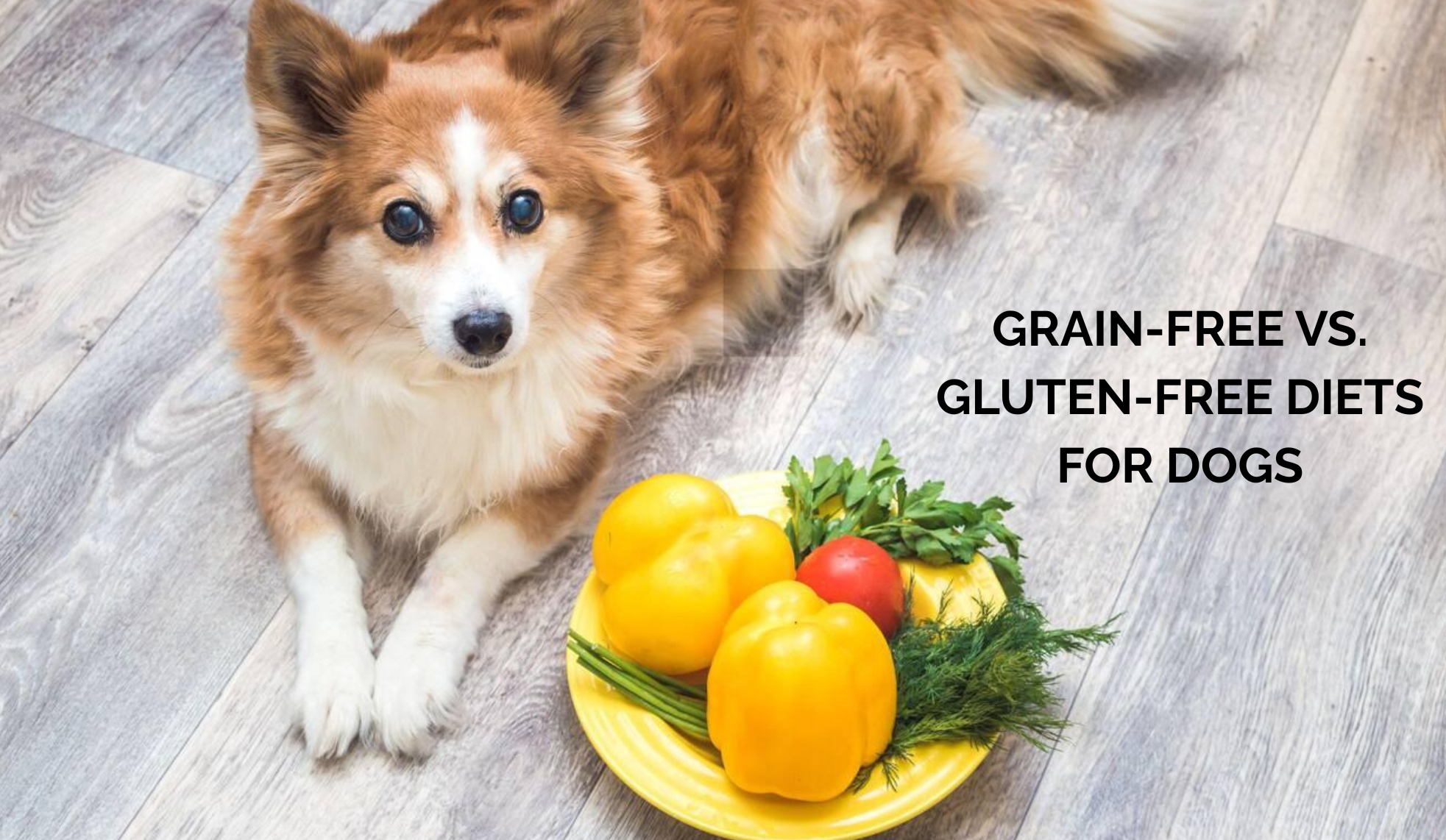 Should I feed my dogs a grain-free and gluten-free diet?