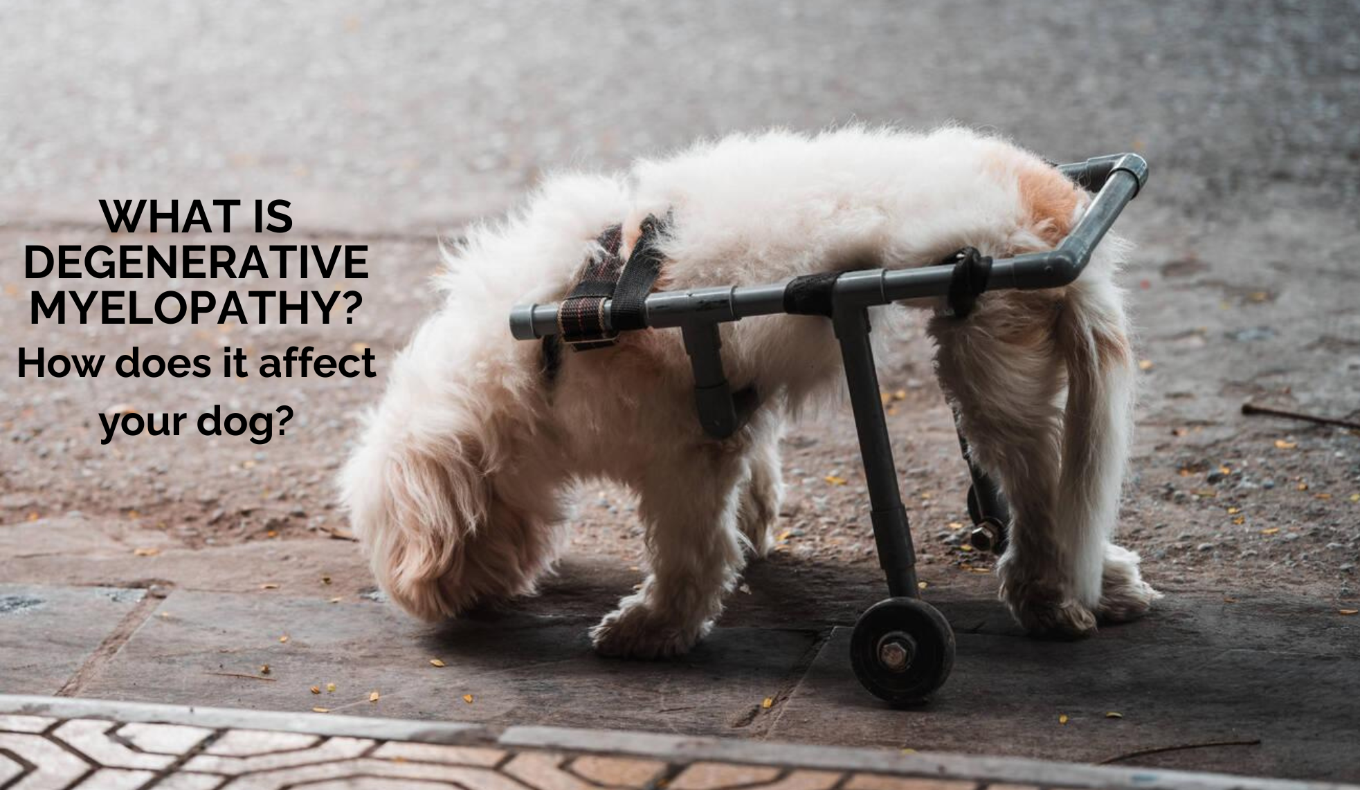 What is Degenerative Myelopathy? How does it affect your dog?