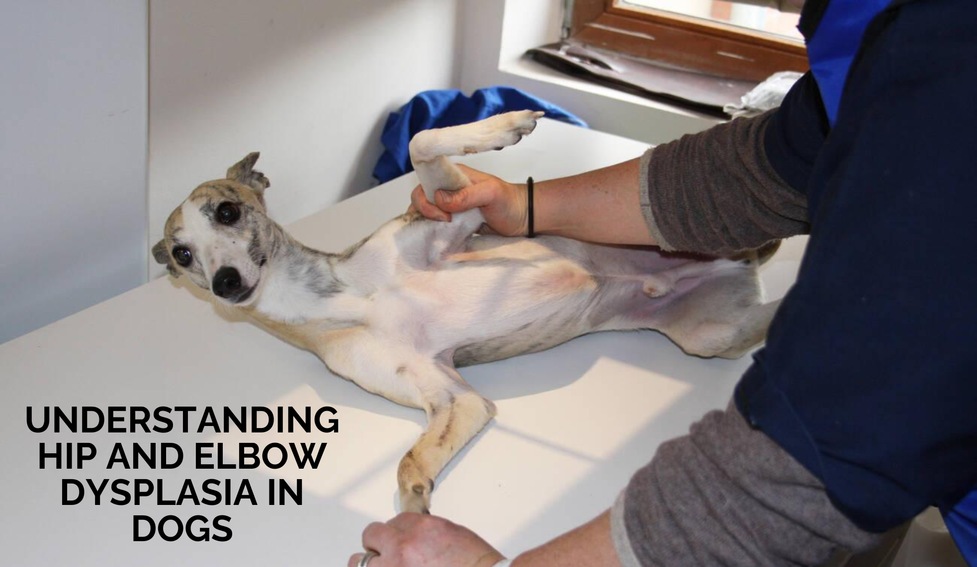 Understanding Hip and Elbow Dysplasia in Dogs