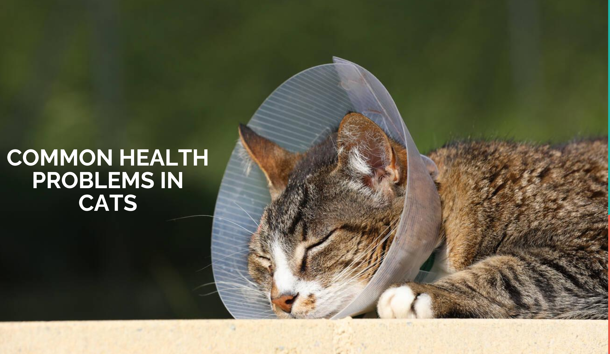 Common health problems in Cats