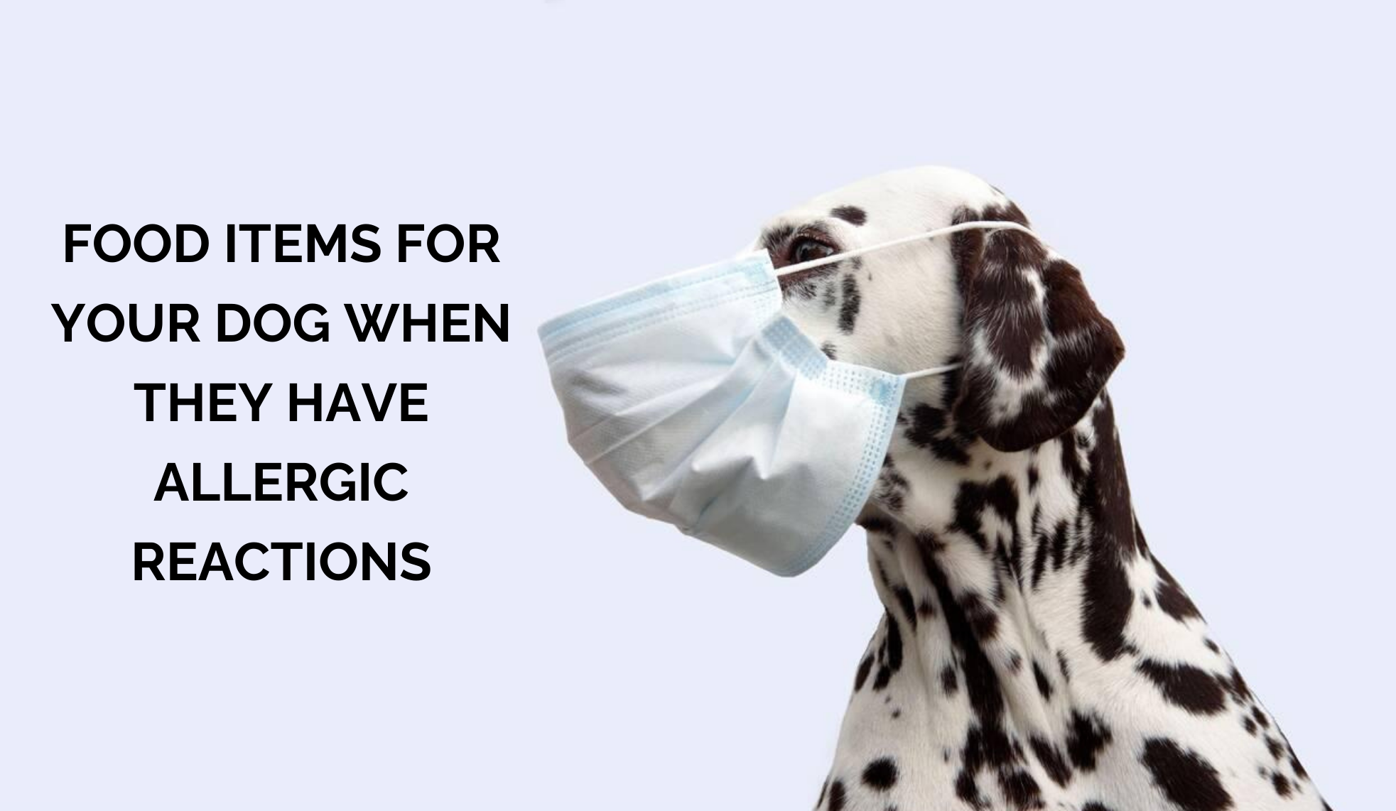 Food items for your Dog when they have Allergic Reactions