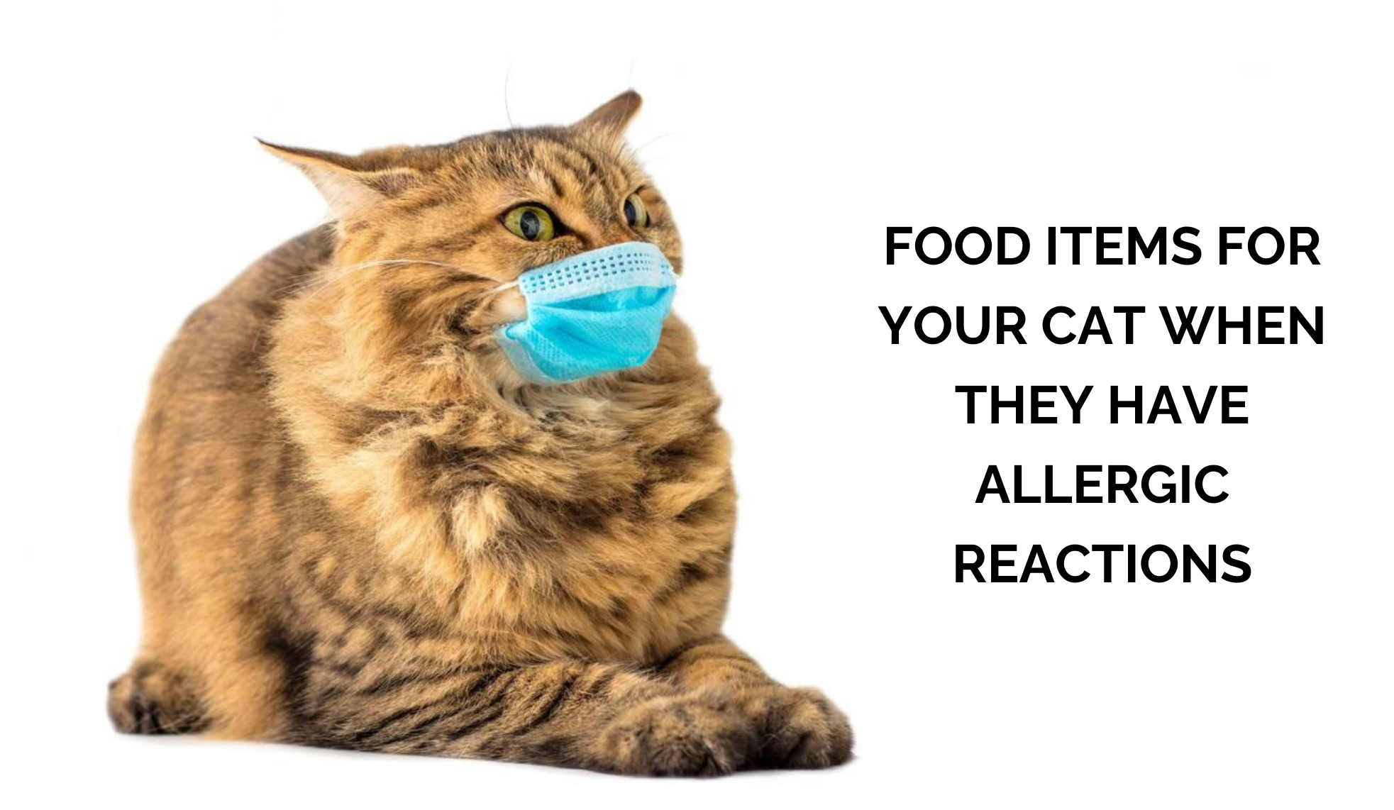 10 Safe and Gentle Food items for your Cats with Allergies