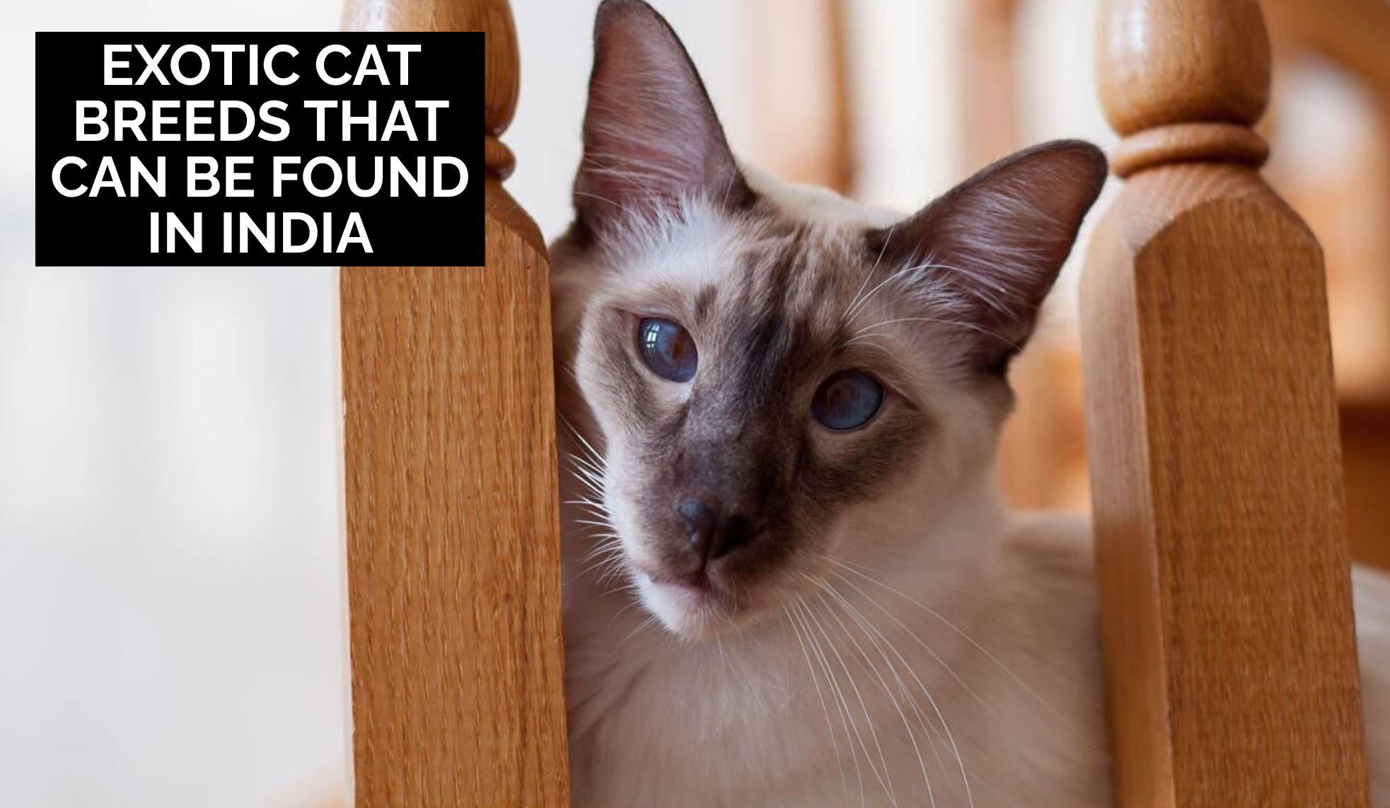 Exotic Cat Breeds That Can Be Found in India