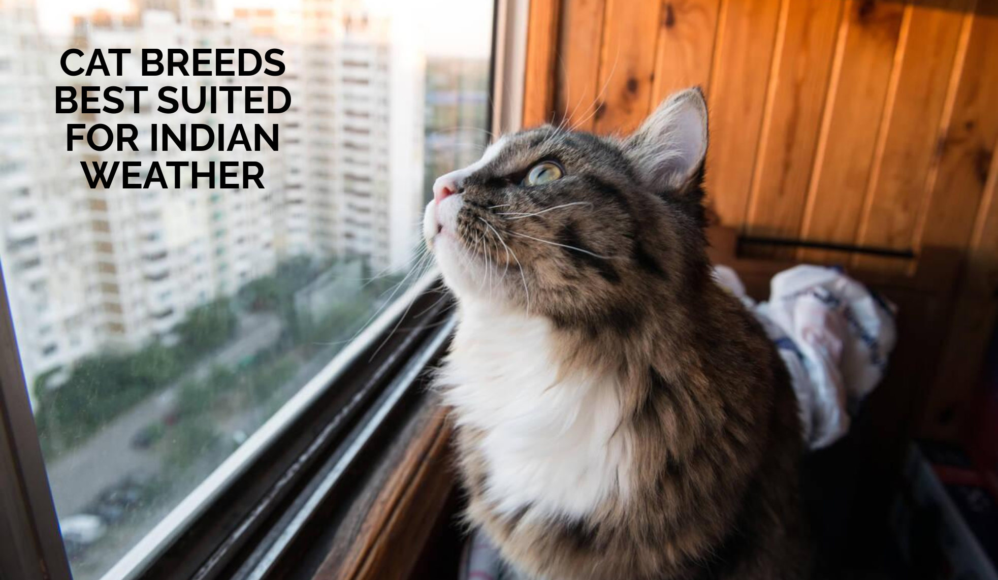 Cat Breeds Best Suited for India