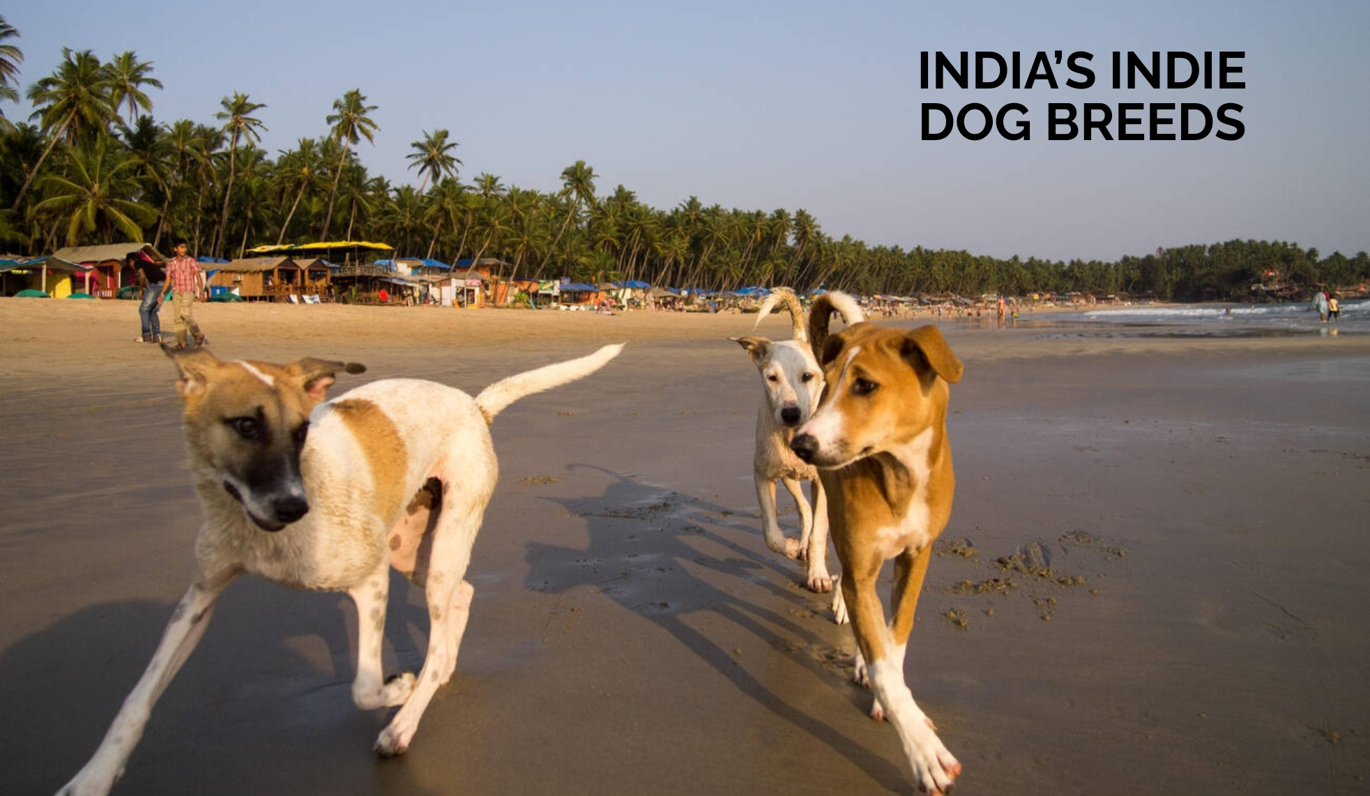 India’s Indie Dogs: Native Breeds Made for Our Climate and Culture