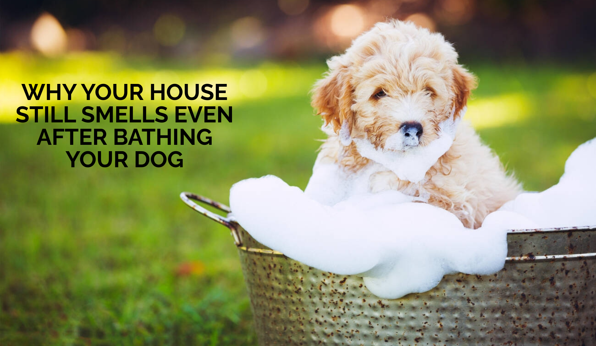Why Your House Still Smells Even After Bathing Your Dog