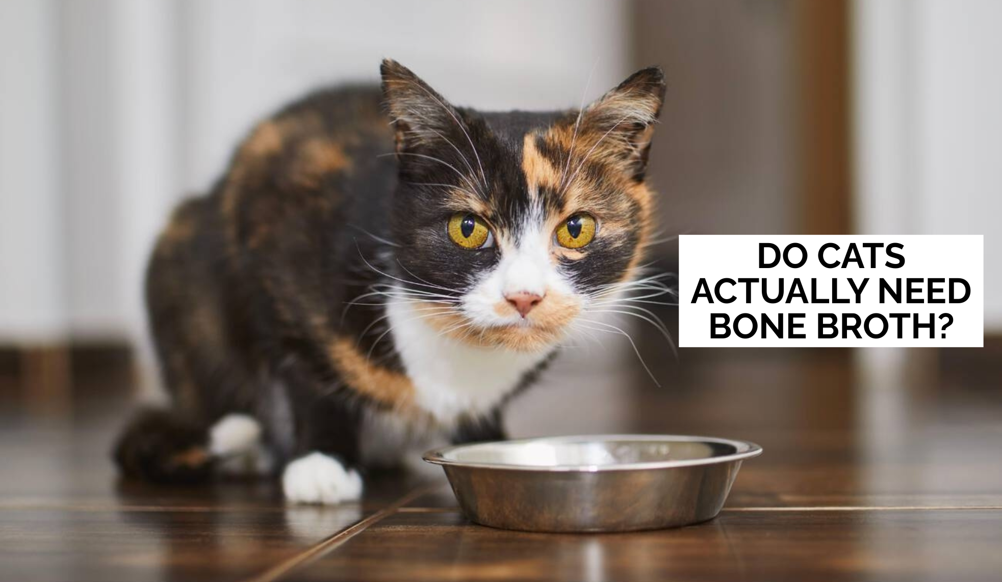 Do Cats Actually Need Bone Broth?