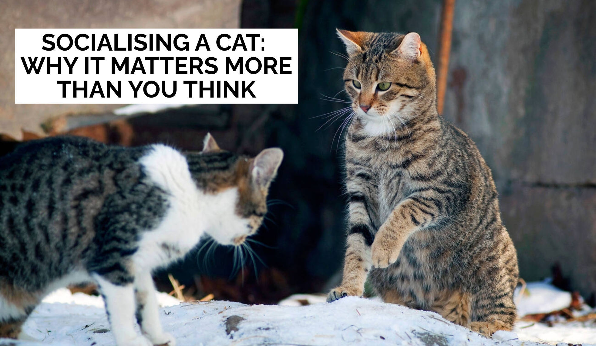 Socialising a Cat: Why It Matters More Than You Think