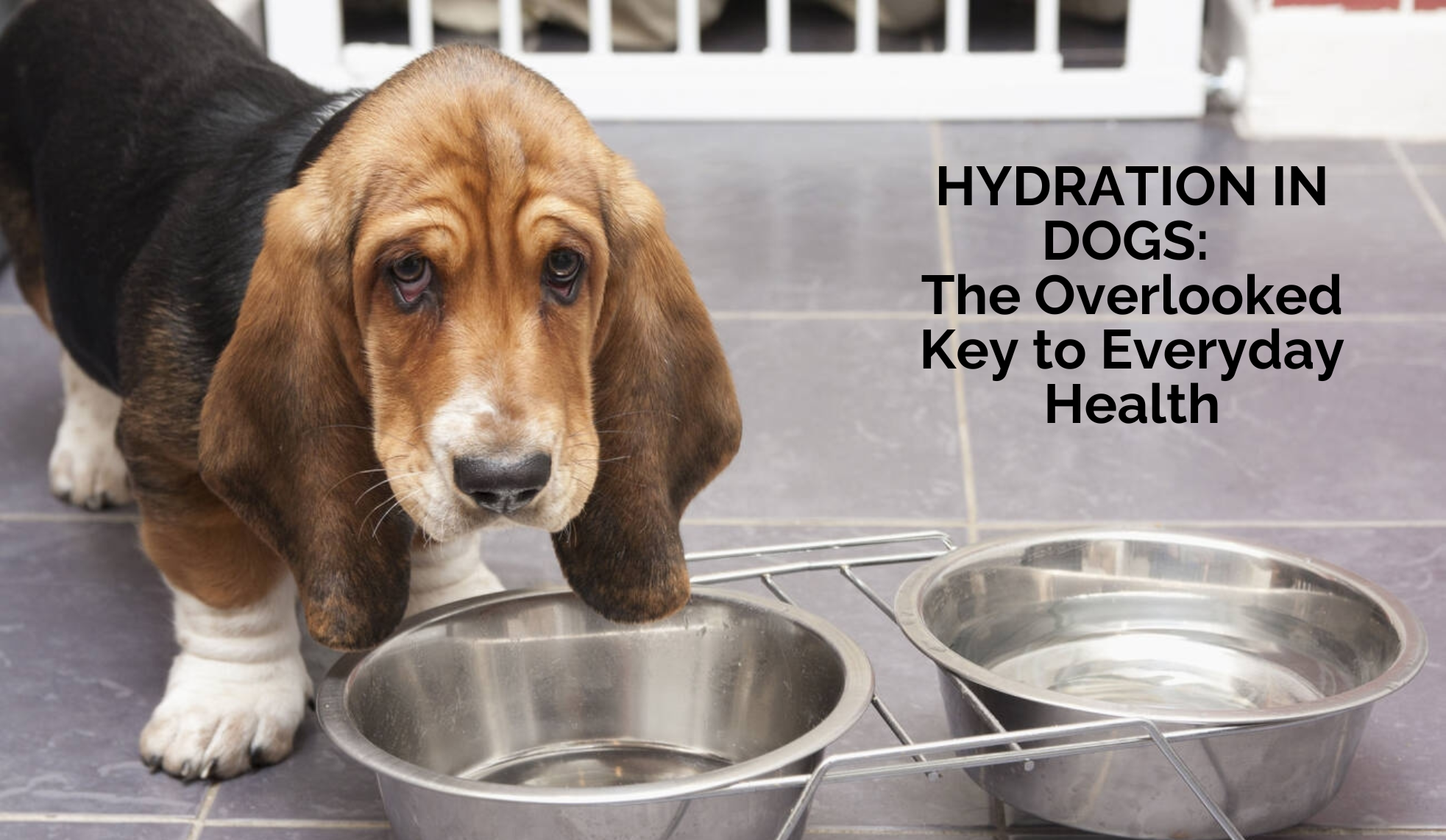 Hydration in Dogs: The Overlooked Key to Everyday Health