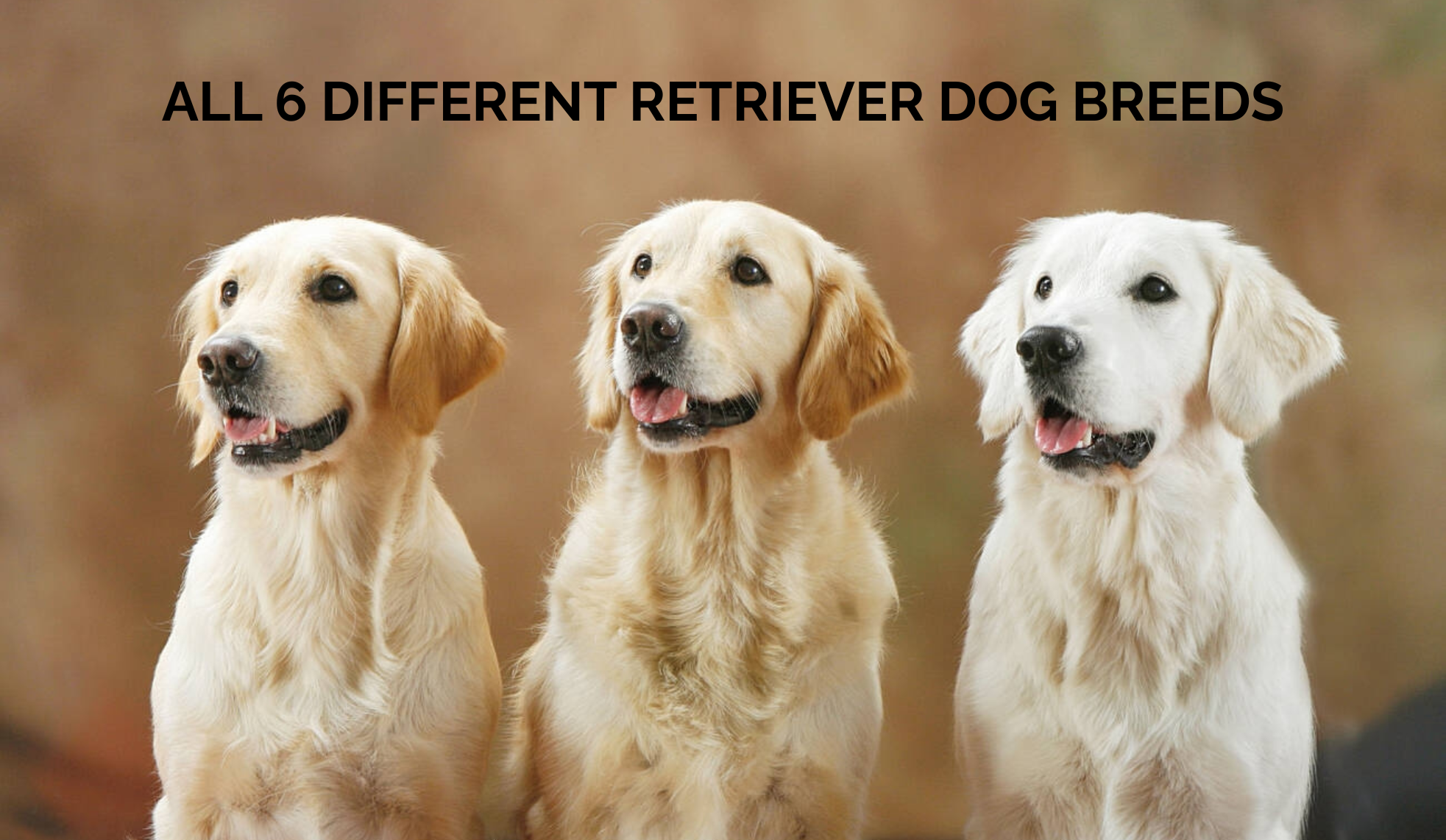 Different Retriever Dog Breeds