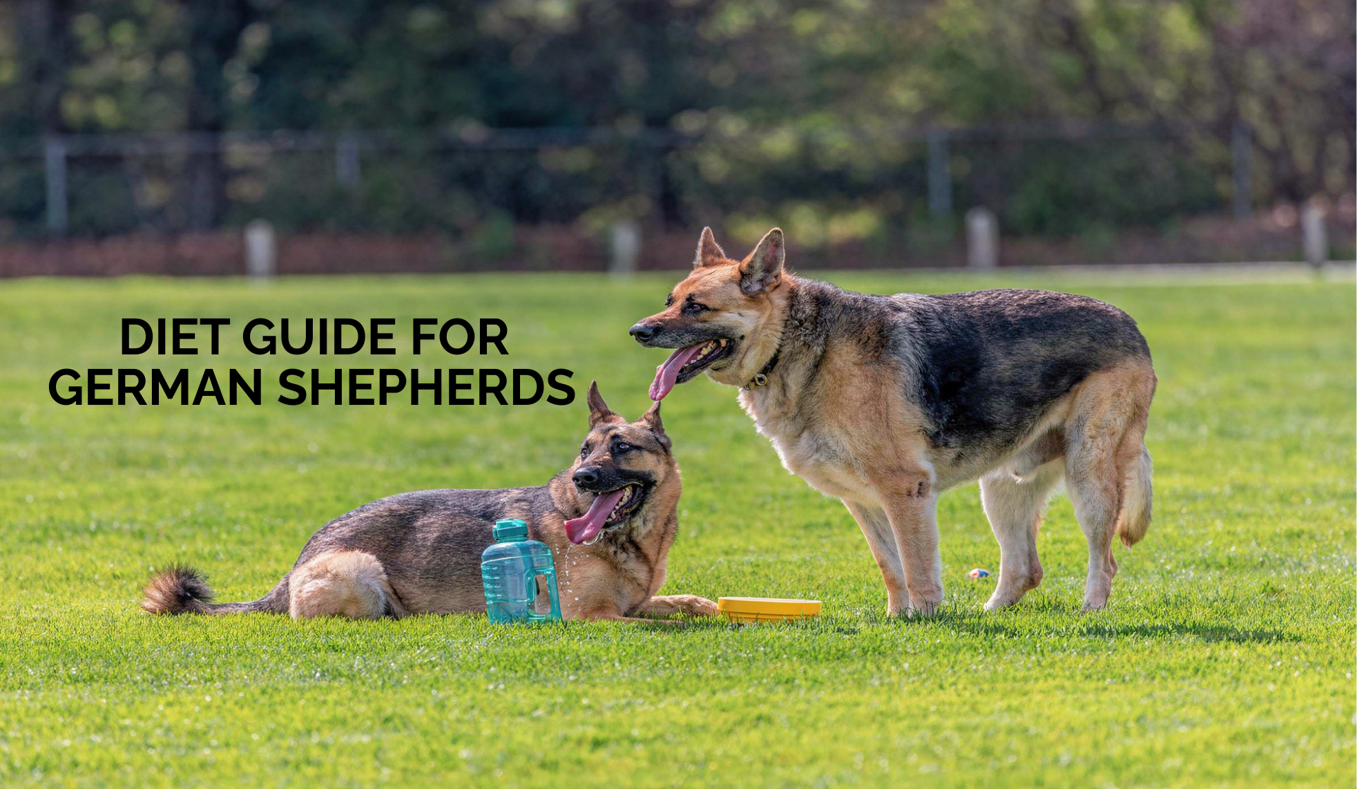 Best Food for German Shepherds: Nutrition for Strong and Active Dogs