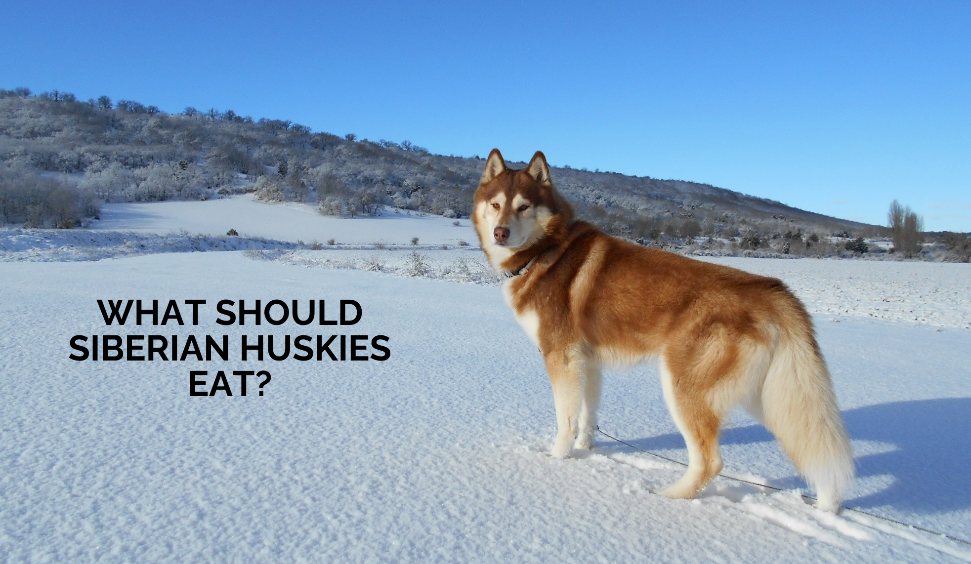 What Should Huskies Eat? Understanding High-Energy Diets