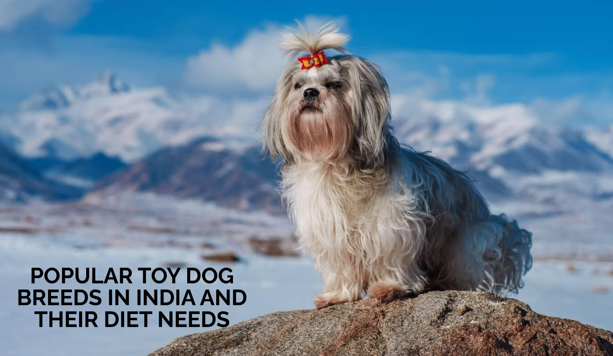 Popular Toy Dog Breeds in India and Their Diet Needs