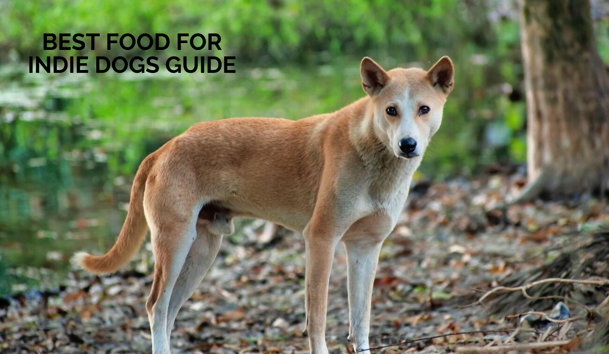 Best Food for Indie Dogs: Nutrition Guide for Indian Pariah Dogs