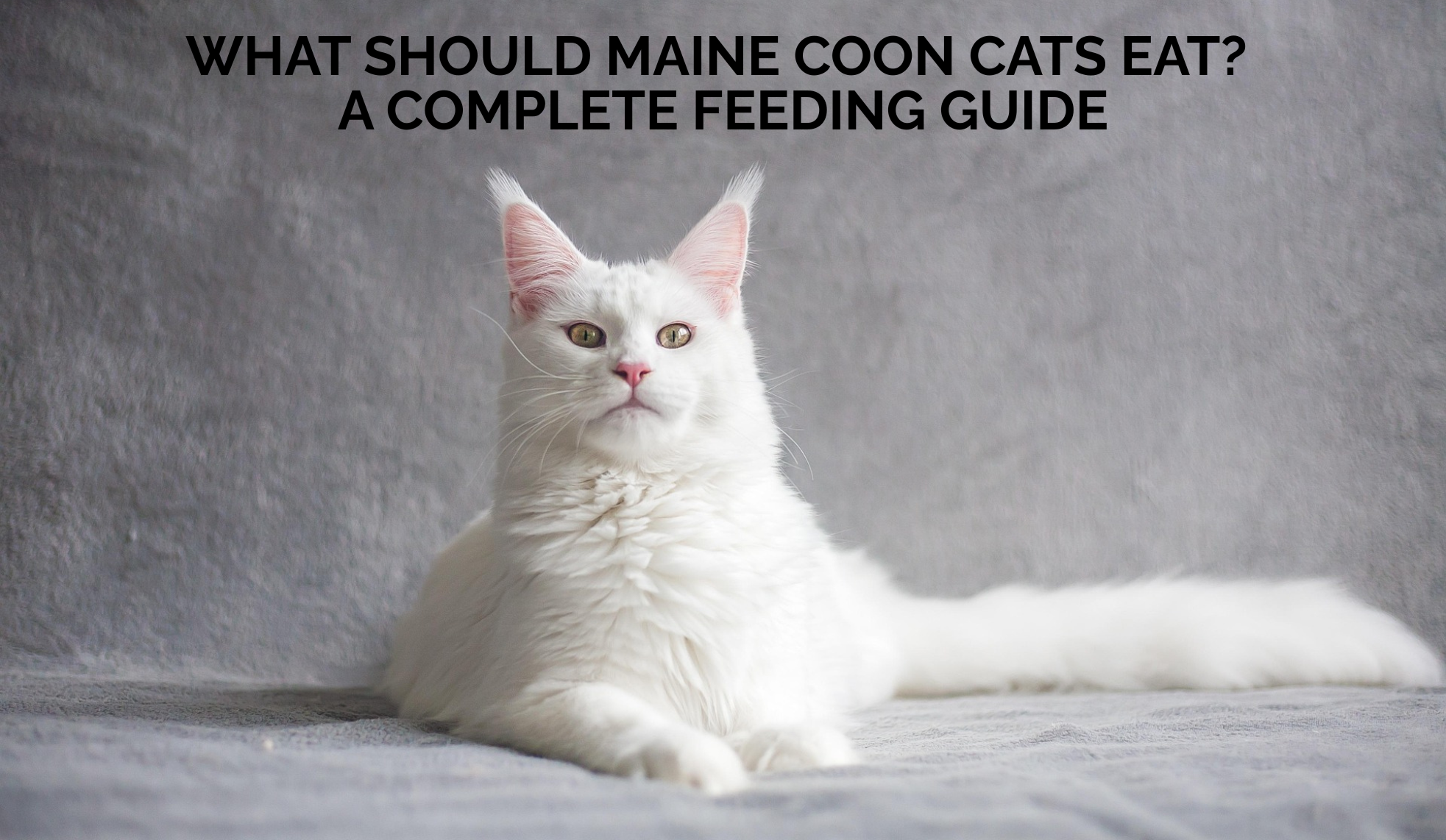 What Should Maine Coon Cats Eat? A Complete Feeding Guide