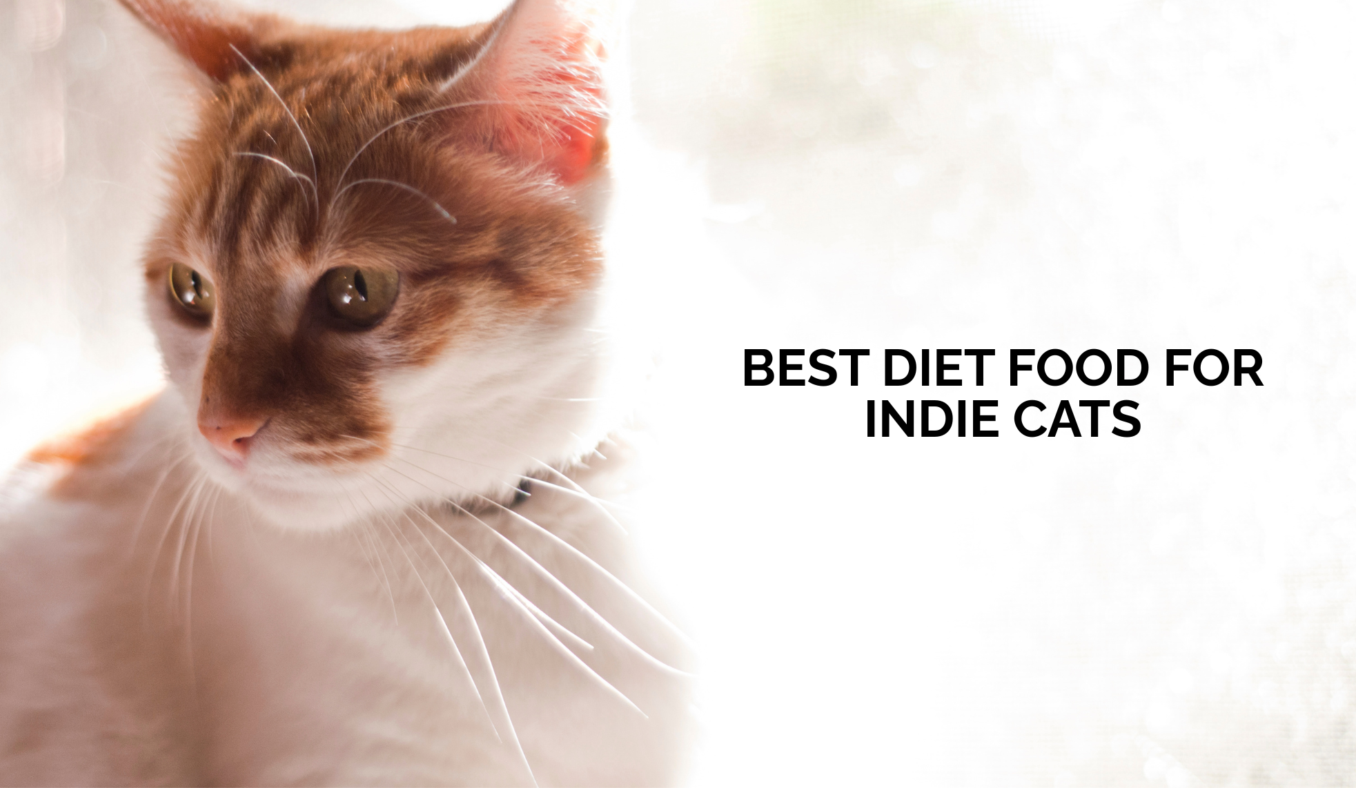 Best Food for Indie Cats: Nutrition Guide for Native Cats