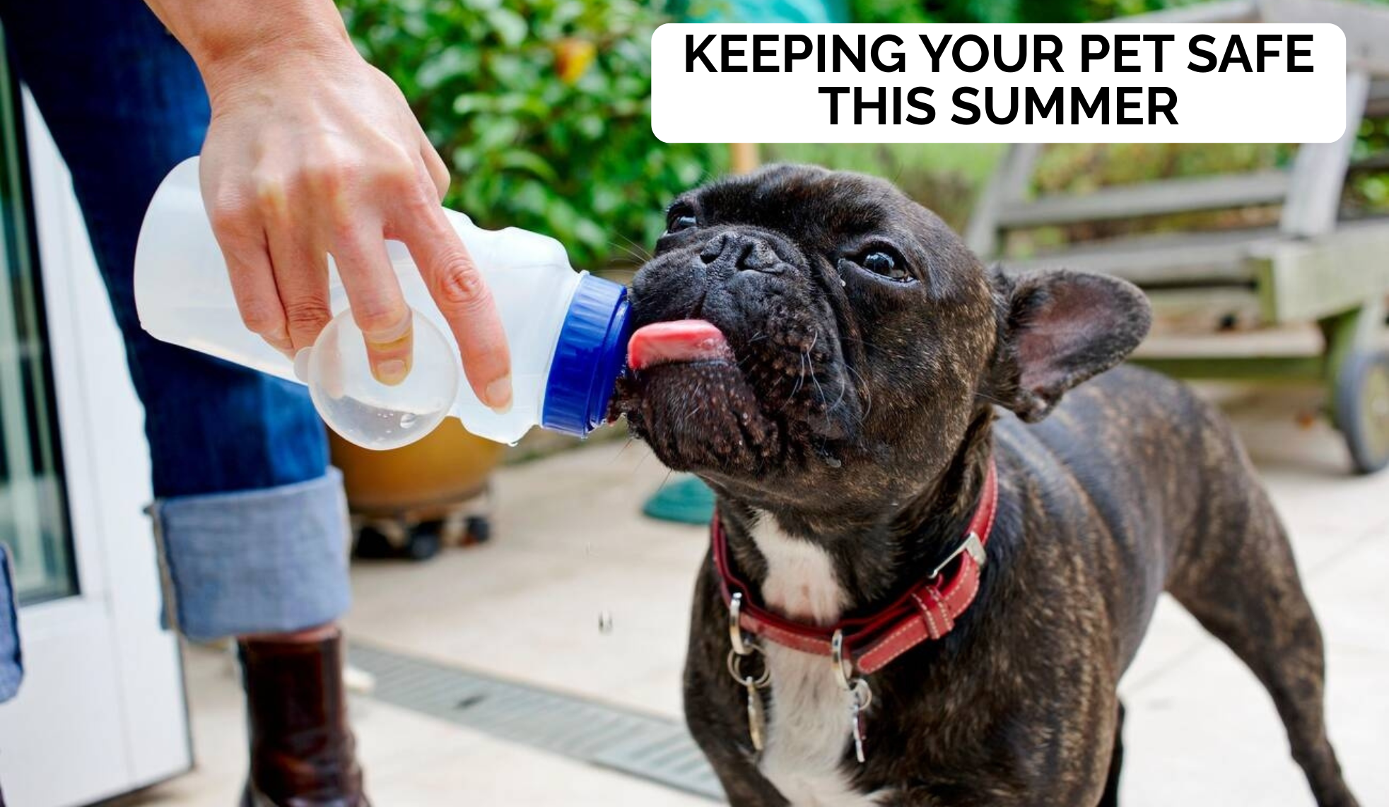 Keeping Your Pet Safe This Summer: Our Founder Karan Gupta on Pet Hydration