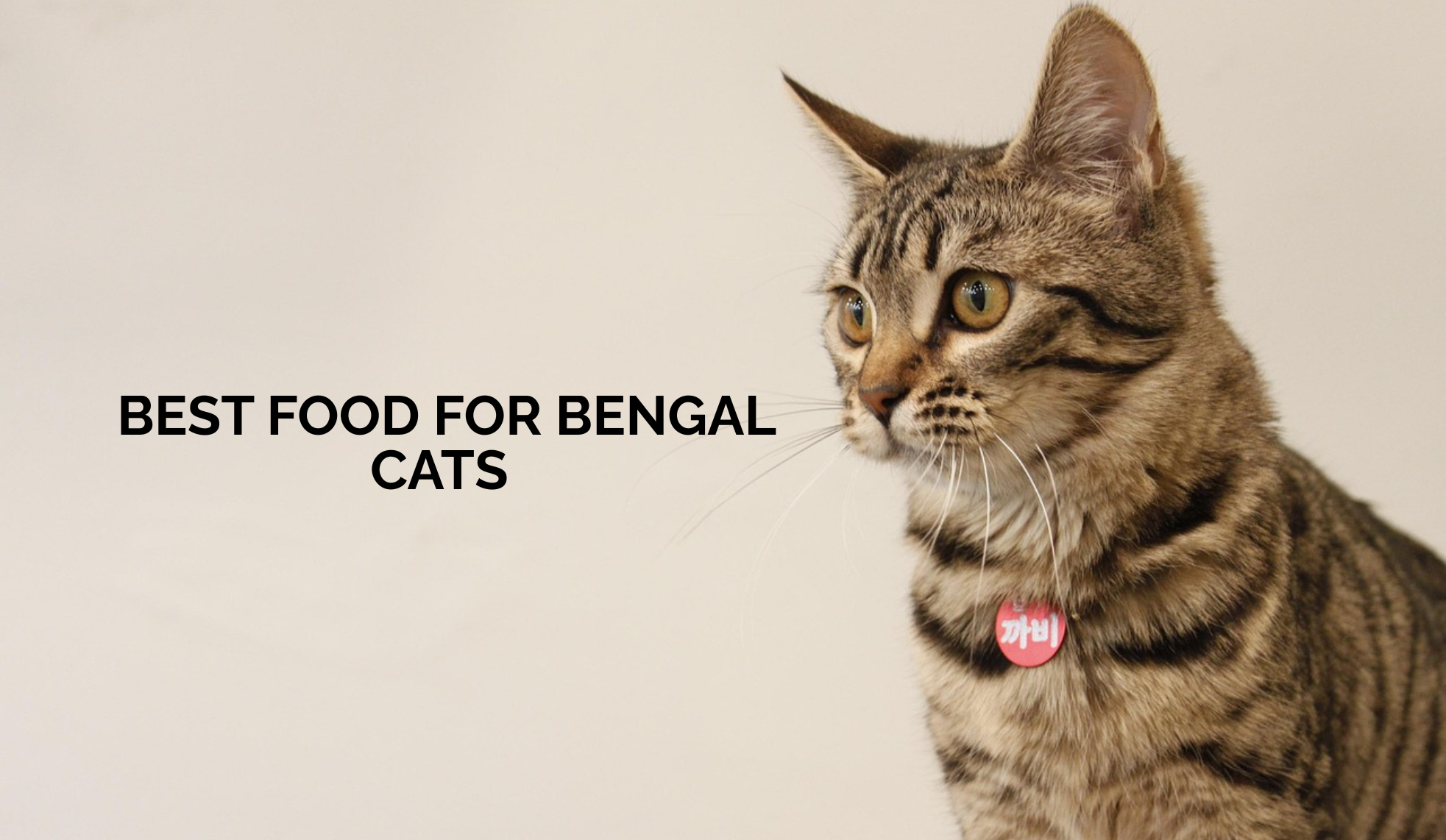 Best Food for Bengal Cats: Nutrition Guide to Bengal Cats