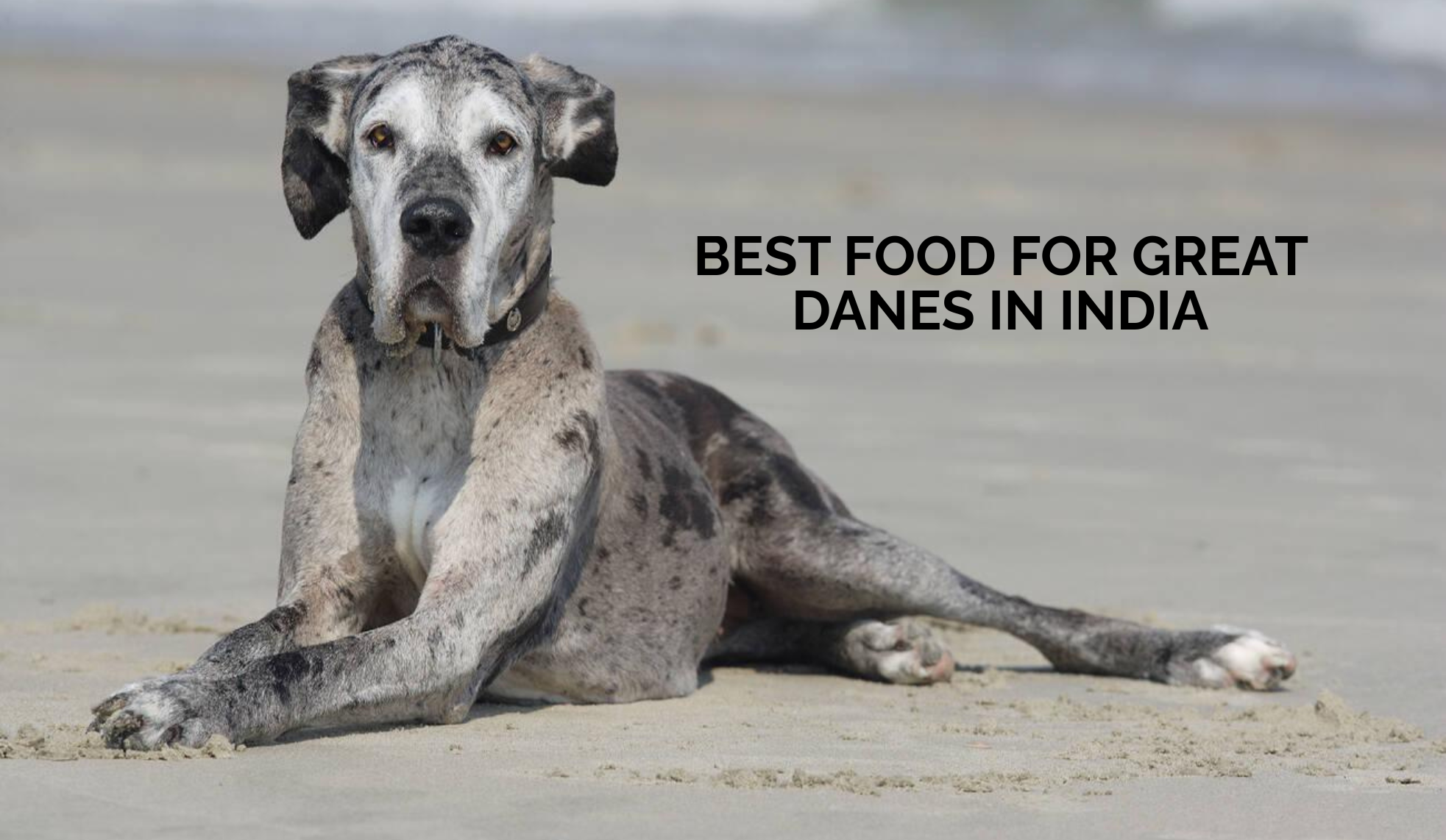 Best Food for Great Danes in India