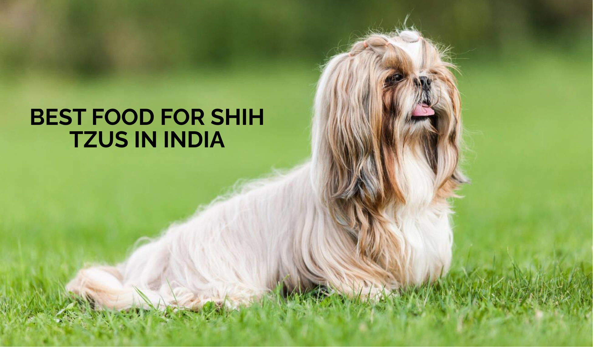 Best Food for Shih Tzus: Supporting Small Breed Health