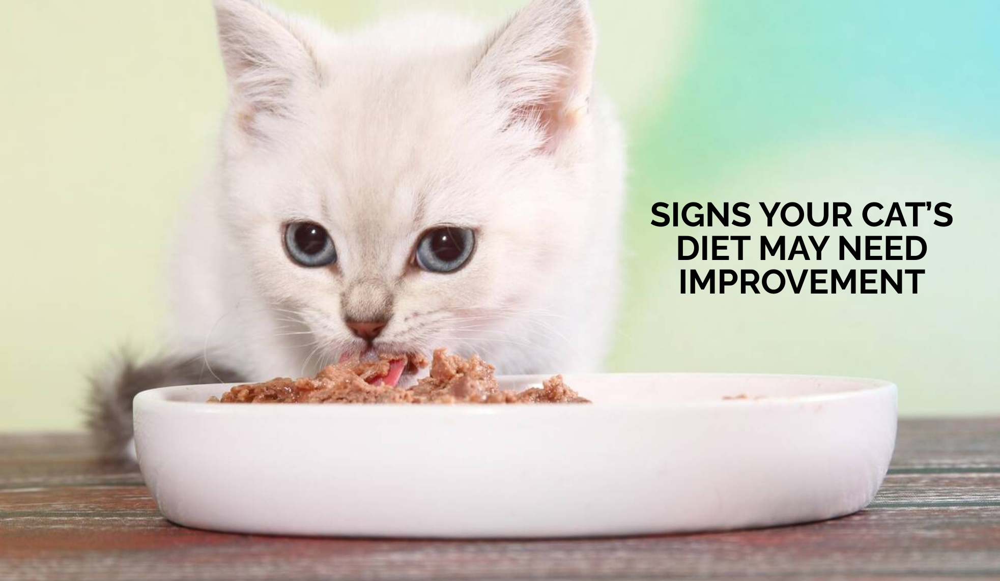 Signs Your Cat’s Diet May Need Improvement