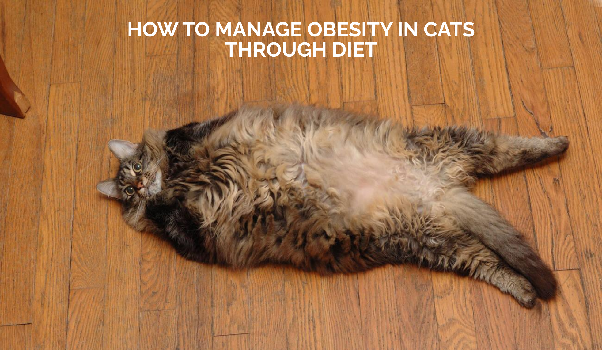 How to Manage Obesity in Cats