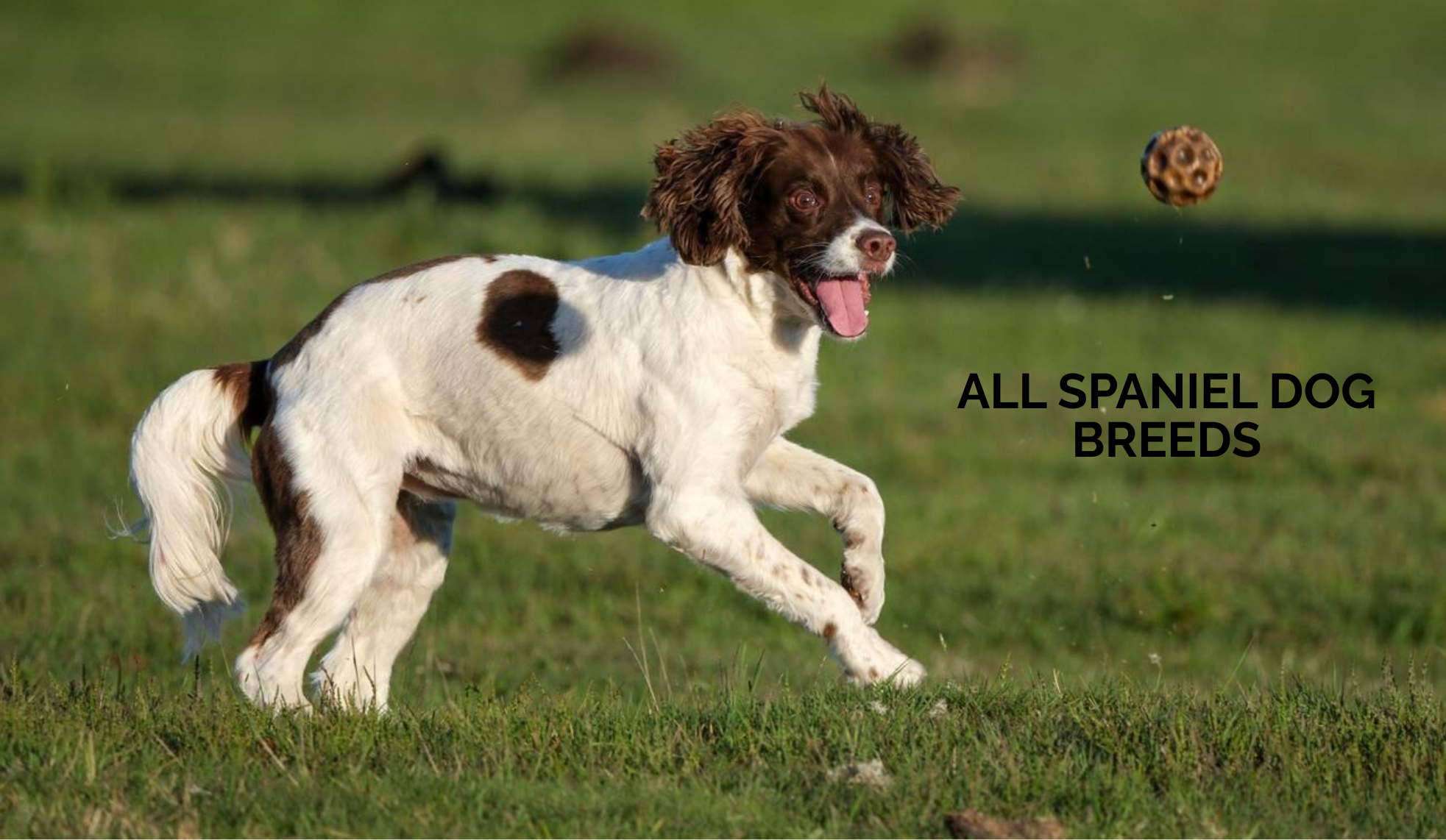 All Spaniel Dog Breeds: Types, Temperament, and Care Guide