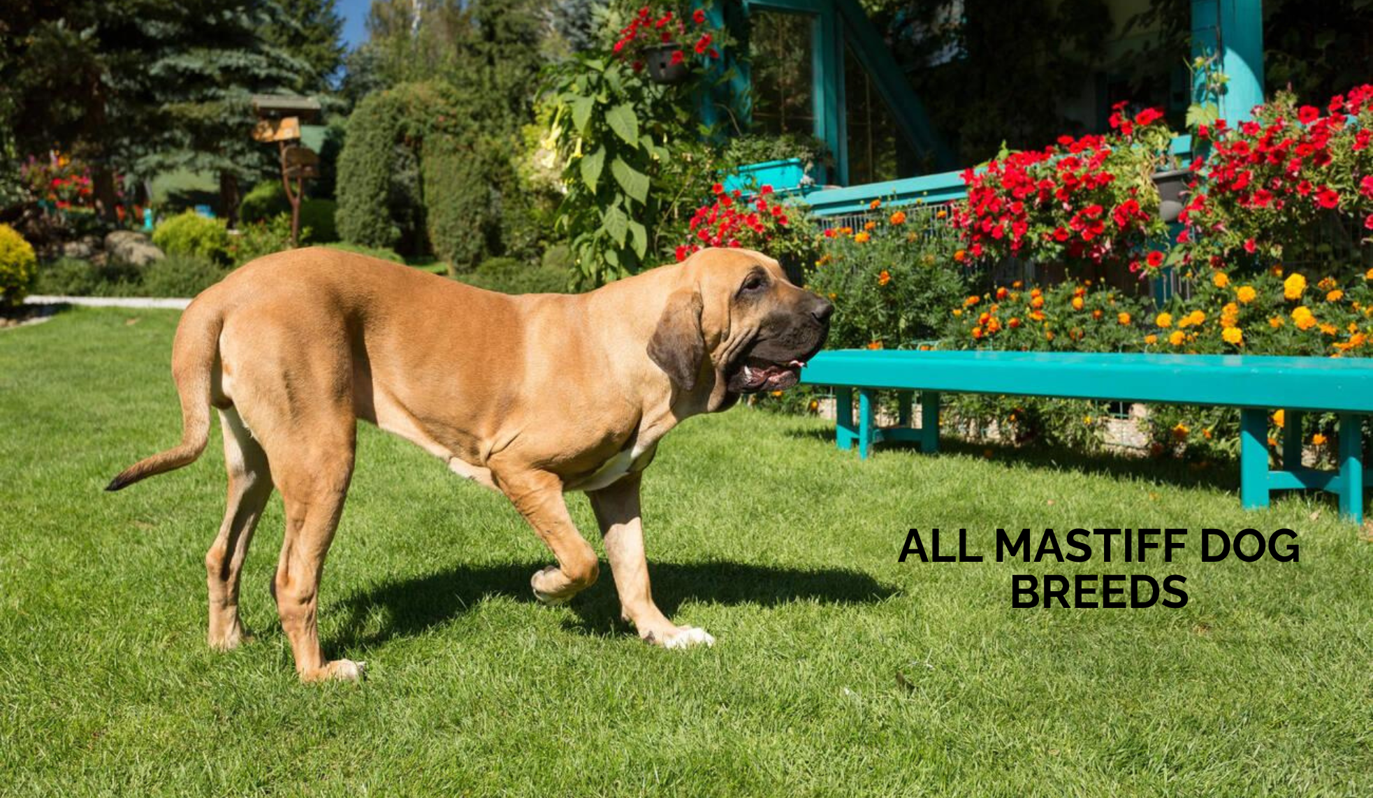 All Mastiff Dog Breeds: Types, Temperament, and Care Guide