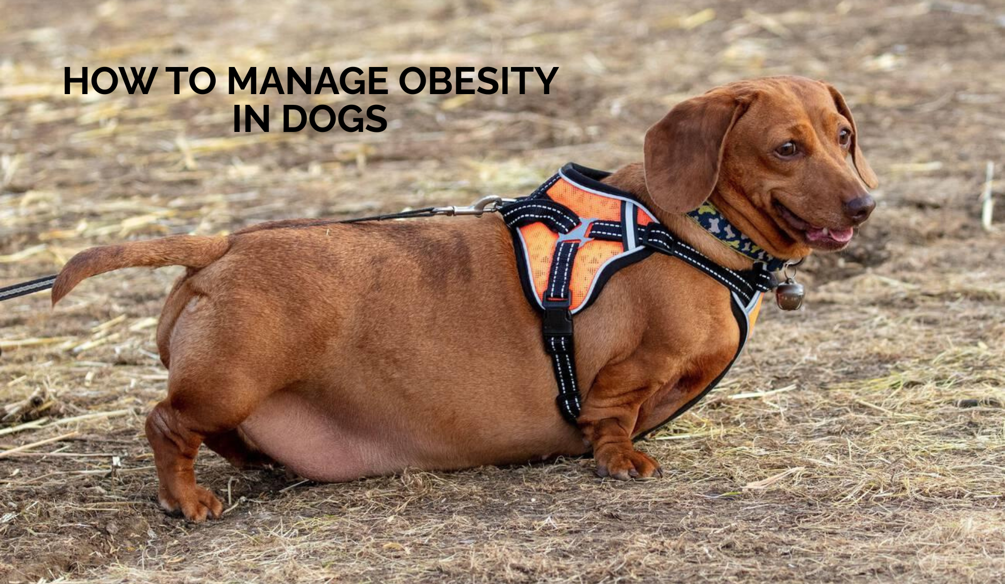How to Manage Obesity in Dogs