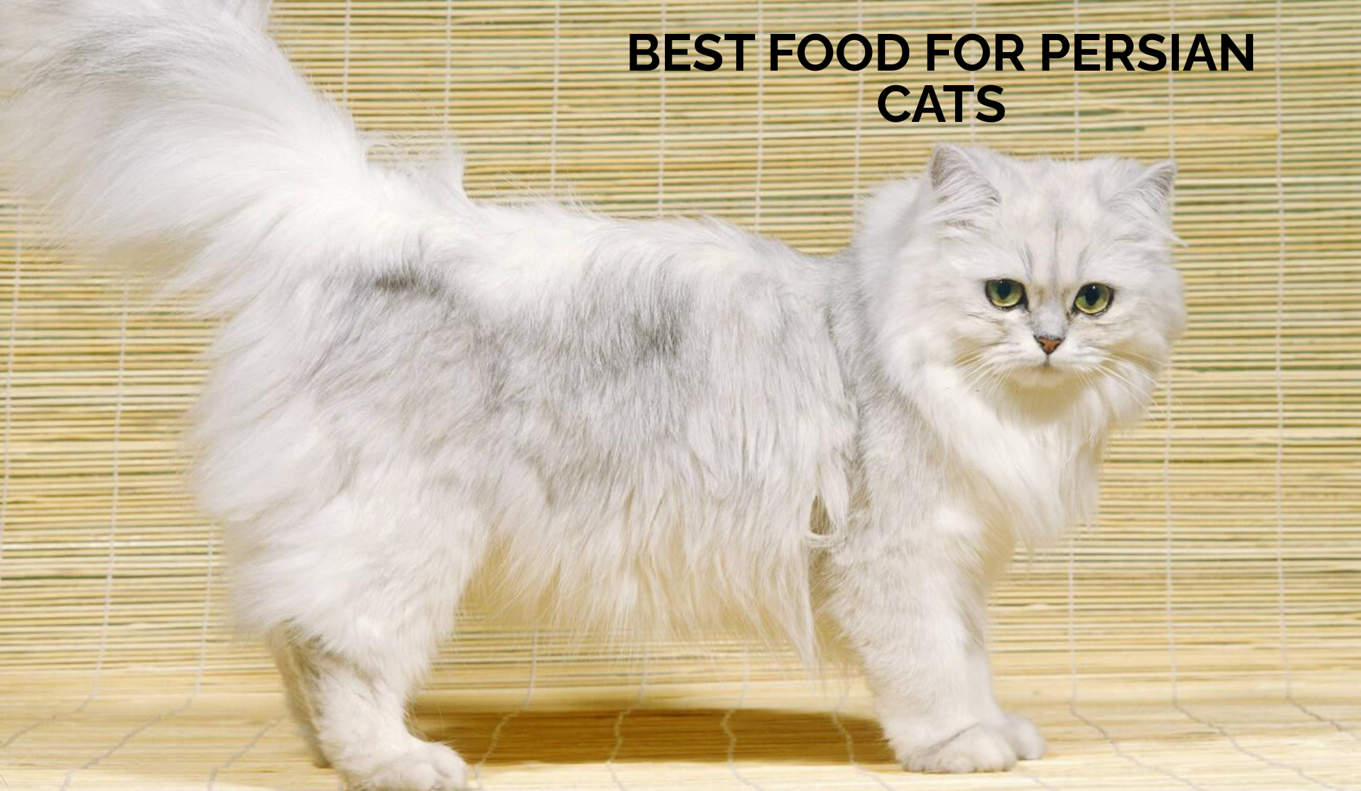 Best Food for Persian Cats: Nutrition for Long-Haired Breeds