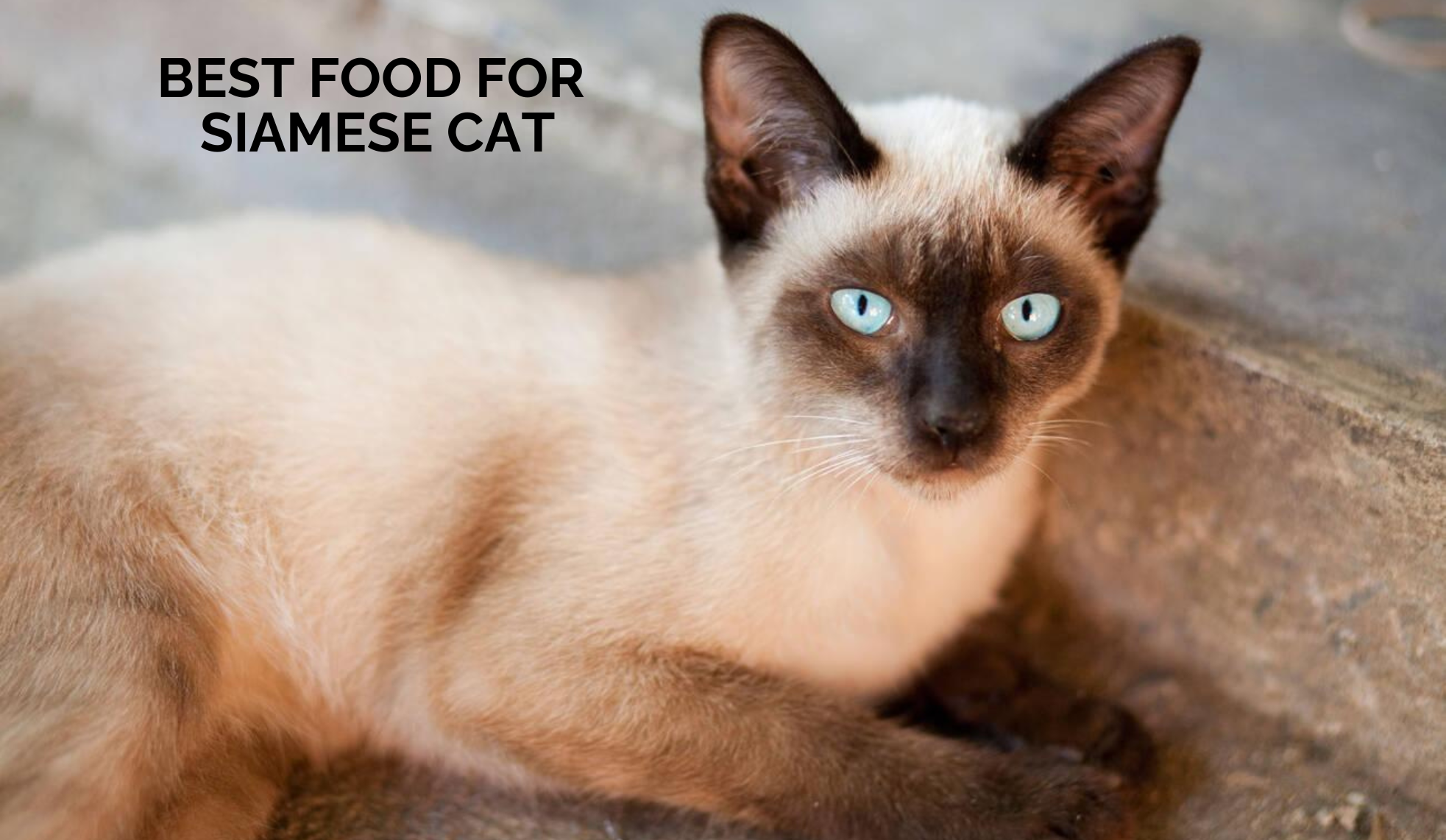 Best food for Siamese Cats: Nutrition for Active Cats