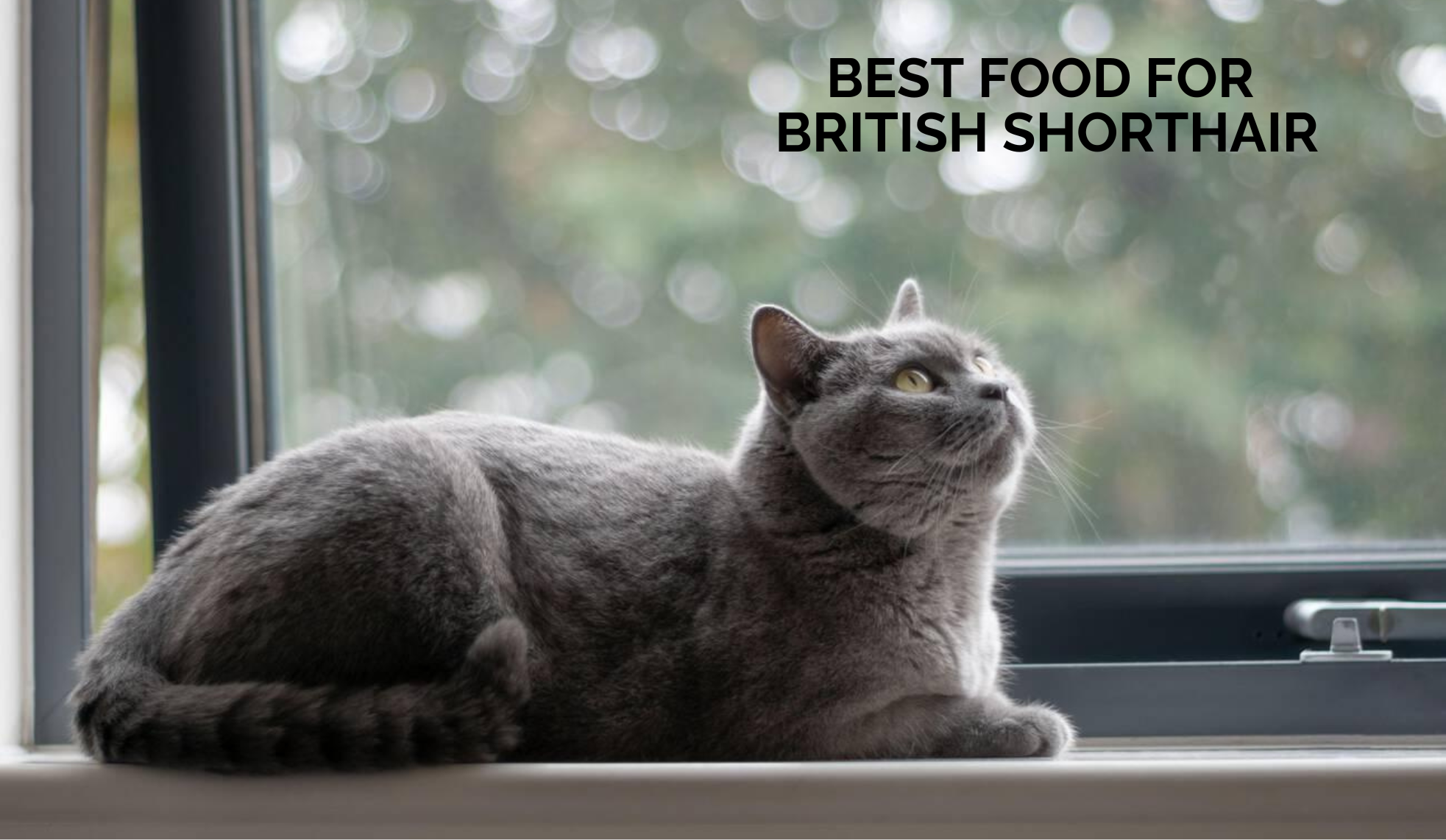 Best Food for British Shorthair Cats: Managing Weight and Health