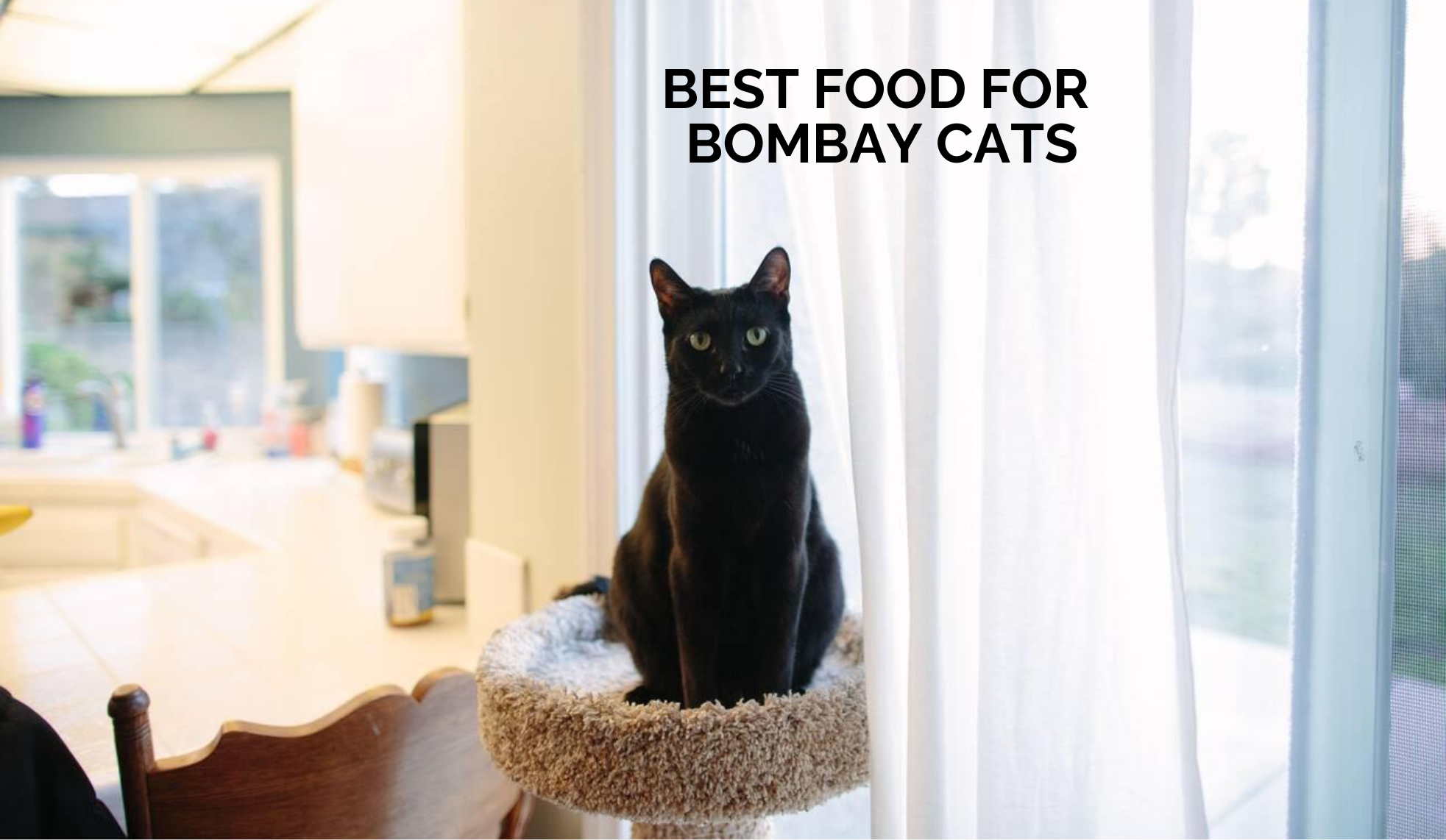 Best Food for Bombay Cats: Wet Food Guide for Bombay Cats in India
