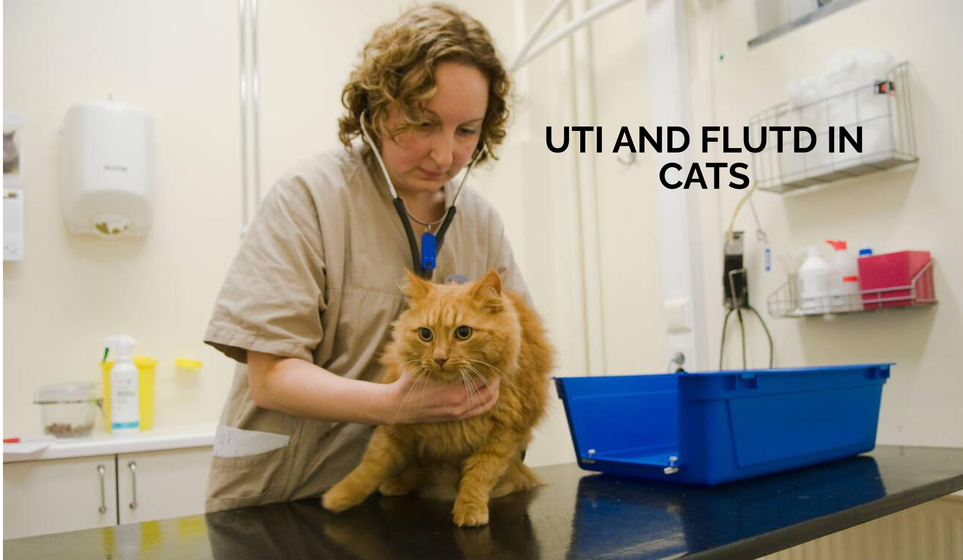 UTI and FLUTD in Cats
