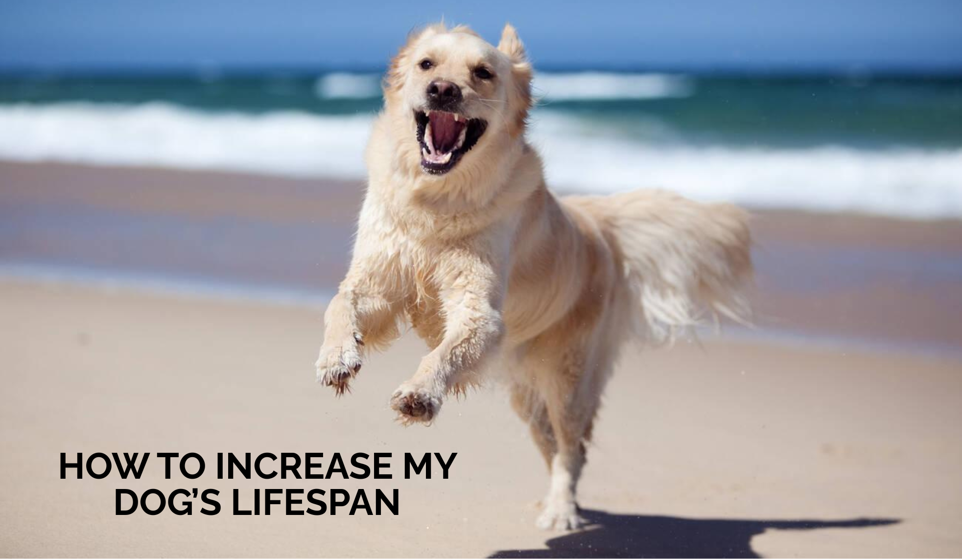 How to Increase My Dog’s Lifespan