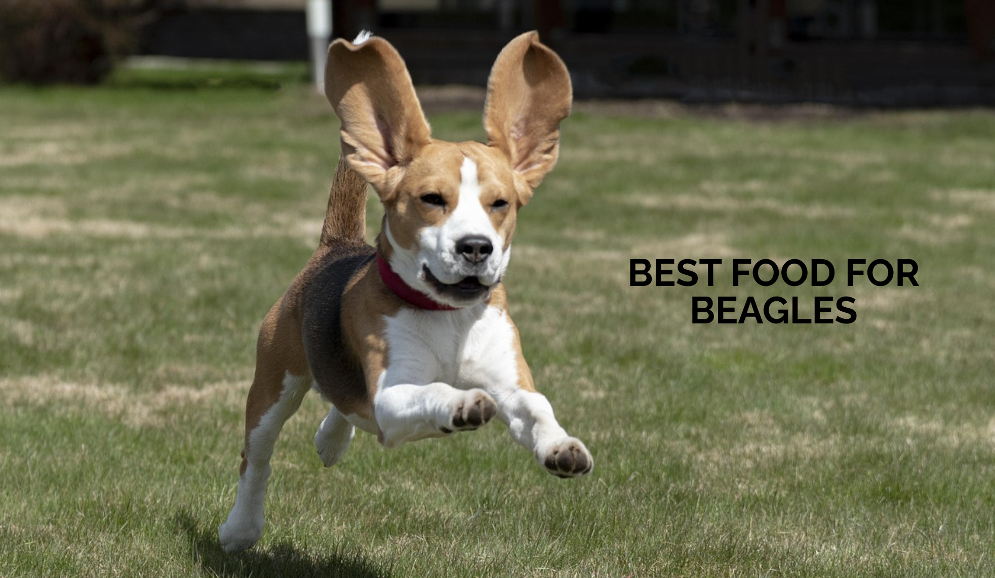 Best Food for Beagles: Feeding Tips for Energetic Dogs