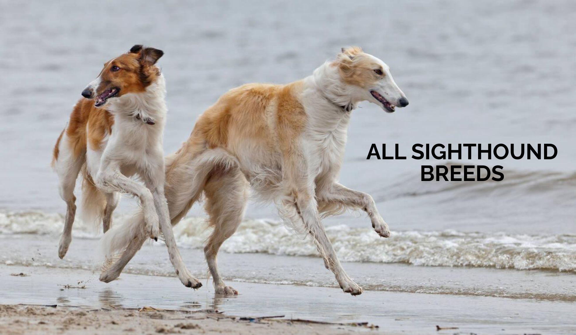 All Sighthound Dog Breeds: Types, Temperament, and Care Guide