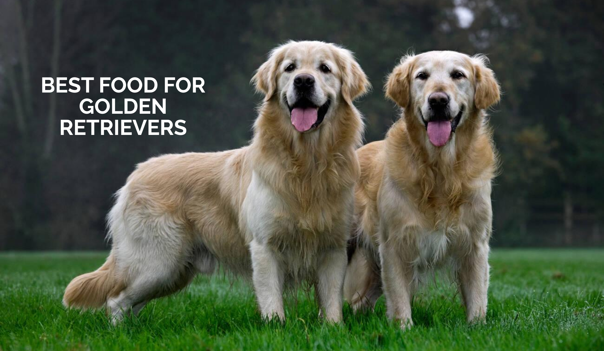 Best Food for Golden Retrievers: Best Wet Food and Broths for Golden Retrievers