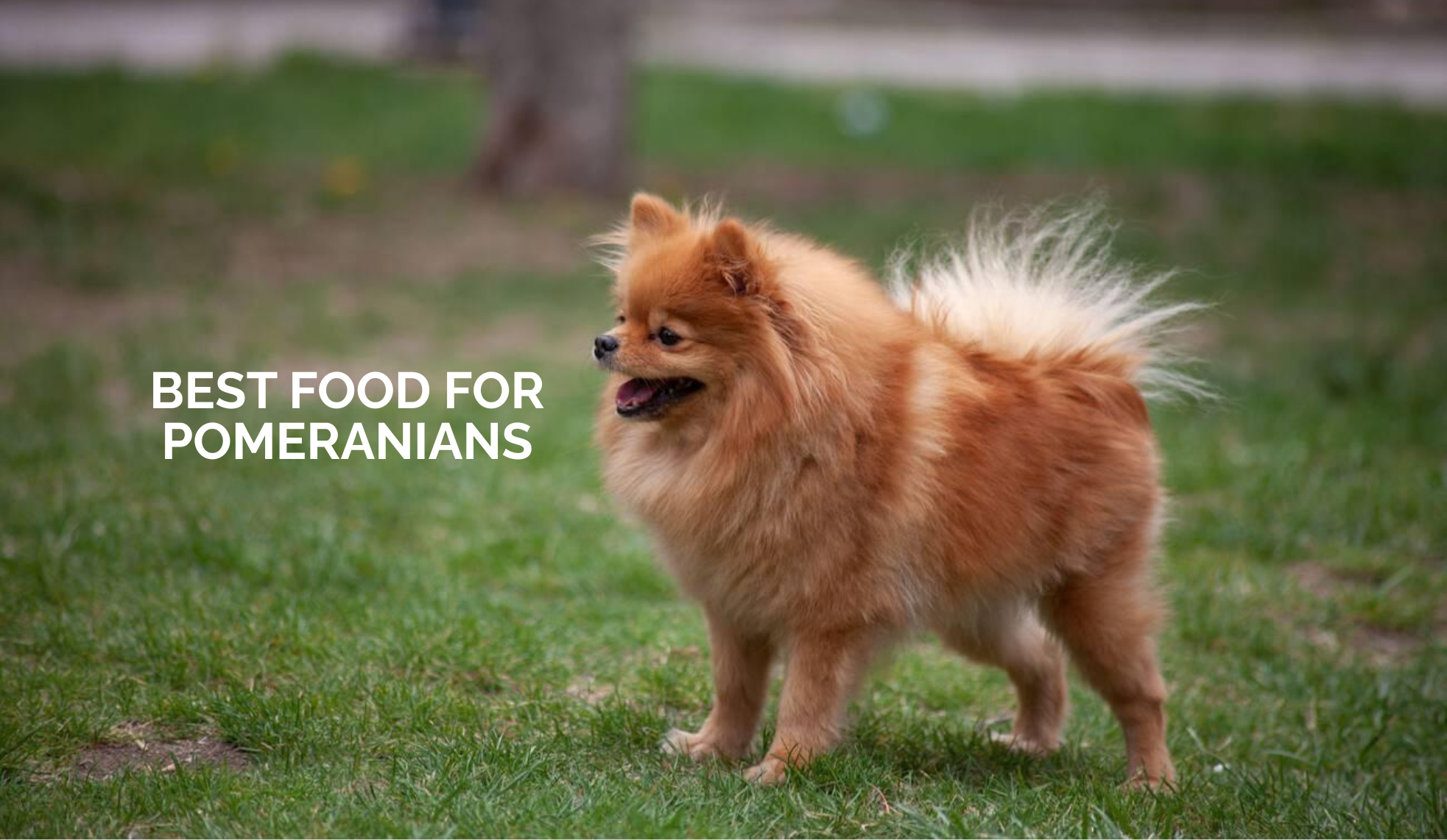 Best Food for Pomeranians: Small Breed Nutrition Guide