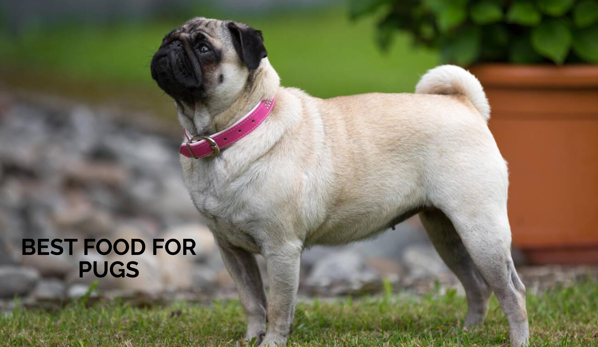 Best Food for Pugs: Small Breed Nutrition Guide for Best Wet Food