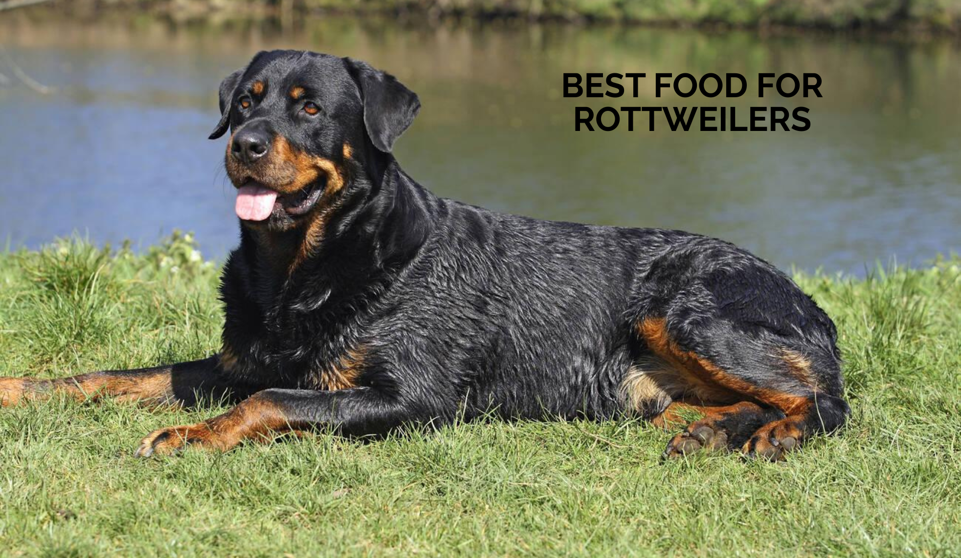 Best Food for Rottweilers: Guard Dog Nutrition Guide for Best Wet Food