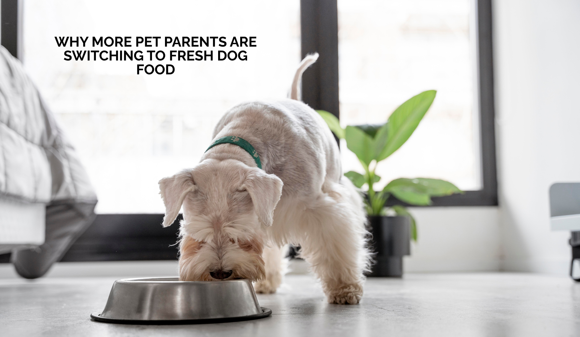 Why More Pet Parents Are Switching to Fresh Dog Food