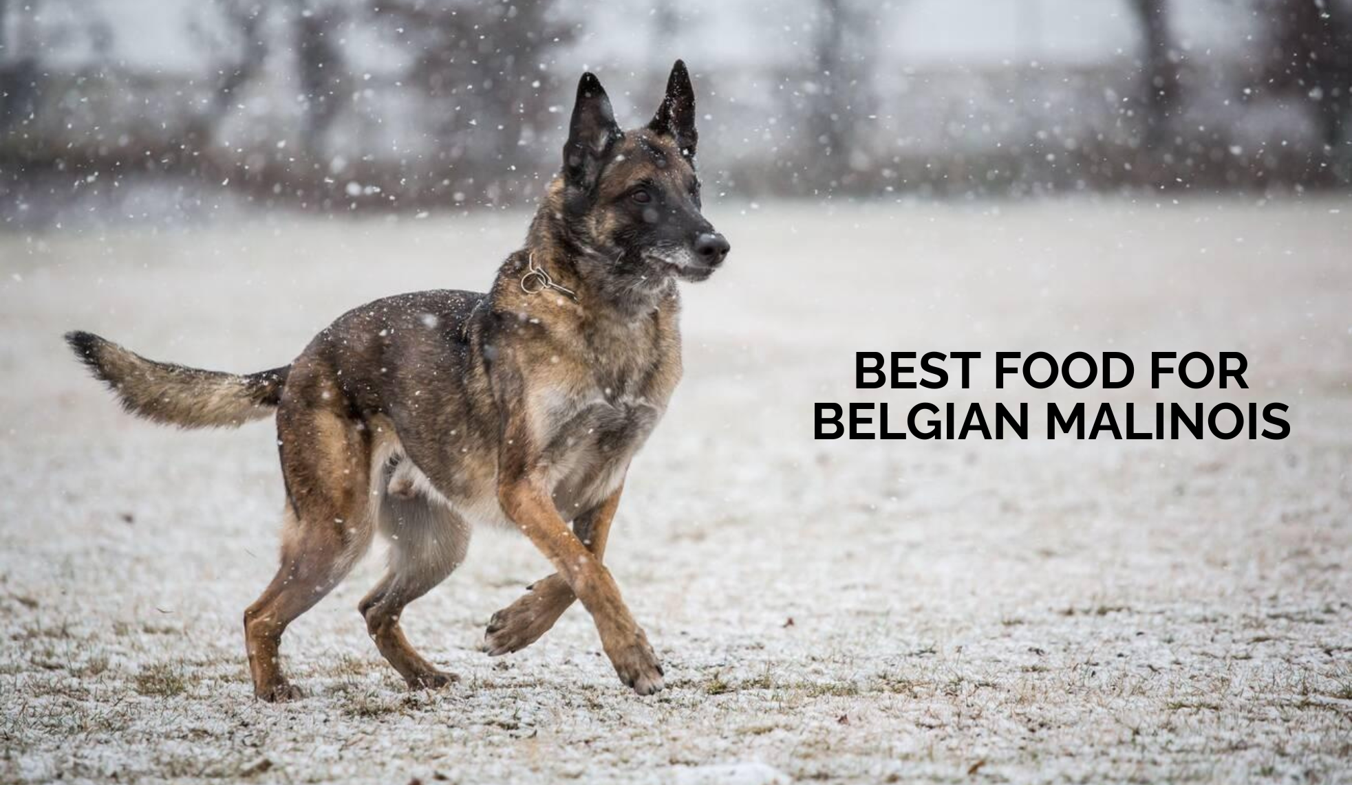 Best Food for Belgian Malinois: High Energy Dog Nutrition Guide for Best Wet Food