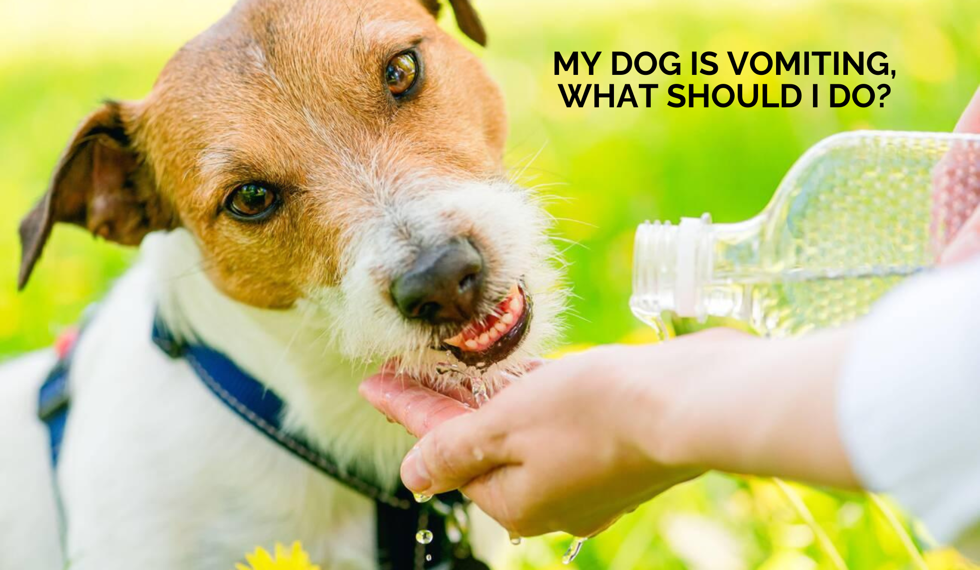 My dog is vomiting, what should I do?
