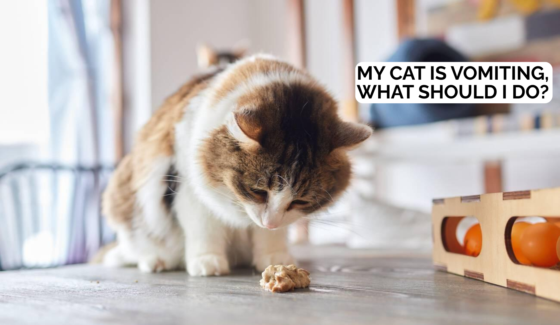 My cat is vomiting, what should I do?